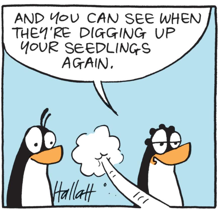 Graphics OCR: AND YOU CAN SEE WHEN THEY'RE DIGGING UP YOUR SEEDLINGS AGAIN. Hallatt 0 AND YOU CAN SEE WHEN THEY'RE DIGGING UP YOUR SEEDLINGS AGAIN . Hallatt 0