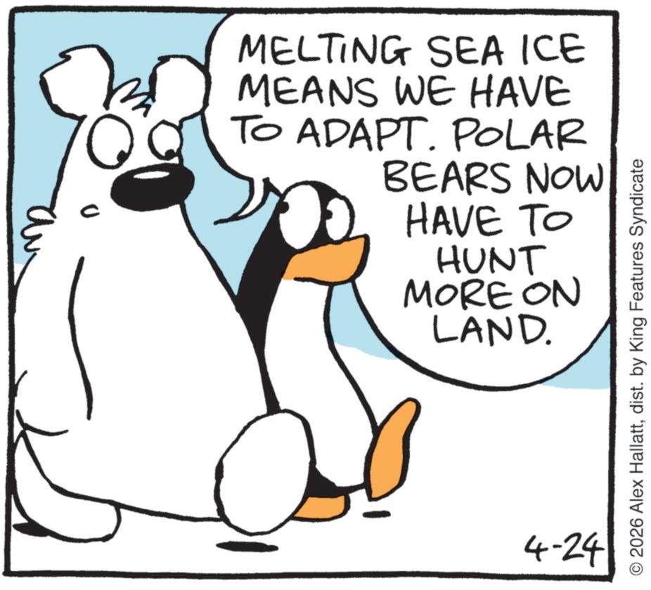 Ice cap OCR: ?? MELTING SEA ICE MEANS WE HAVE TO ADAPT. POLAR BEARS NOW HAVE TO HUNT MORE ON LAND. 4-24 2026 Alex Hallattdist. by King Features Syndicate ?? MELTING SEA ICE MEANS WE HAVE TO ADAPT . POLAR BEARS NOW HAVE TO HUNT MORE ON LAND . 4-24 2026 Alex Hallattdist . by King Features Syndicate