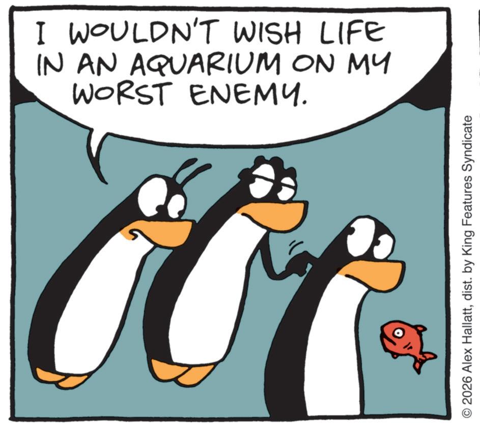 Photo caption OCR: I WOULDN'T WISH LIFE IN AN AQUARIUM ON MY WORST ENEMY. O2026 Alex Hallattdist. by King Features Syndicate I WOULDN'T WISH LIFE IN AN AQUARIUM ON MY WORST ENEMY . O2026 Alex Hallattdist . by King Features Syndicate