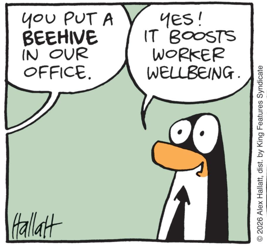 Penguin OCR: Hallatt YOU PUT A BEEHIVE IN OUR OFFICE. YES! IT BOOSTS WORKER WELLBEING. O 2026 Alex Hallattdist. by King Features Syndicate Hallatt YOU PUT A BEEHIVE IN OUR OFFICE . YES ! IT BOOSTS WORKER WELLBEING . O 2026 Alex Hallattdist . by King Features Syndicate