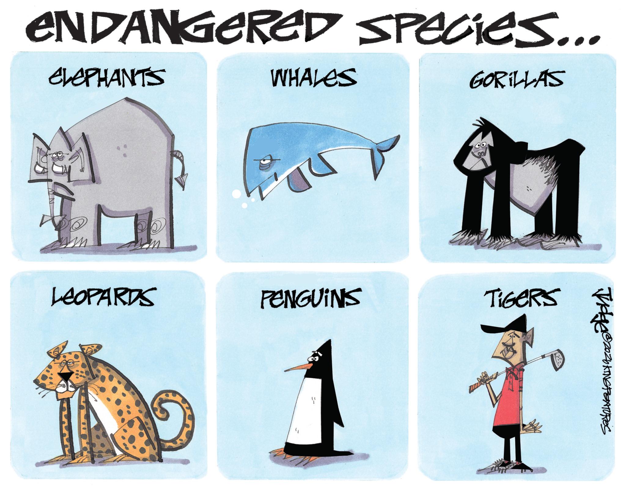 Clip art OCR: GORILLAS ENDANGERED SPECIES... ELEPHANTS WHALES LEOPARDS PENGUINS TIGERS Tudgee 2026 KINGPEATURES GORILLAS ENDANGERED SPECIES ... ELEPHANTS WHALES LEOPARDS PENGUINS TIGERS Tudgee 2026 KINGPEATURES
