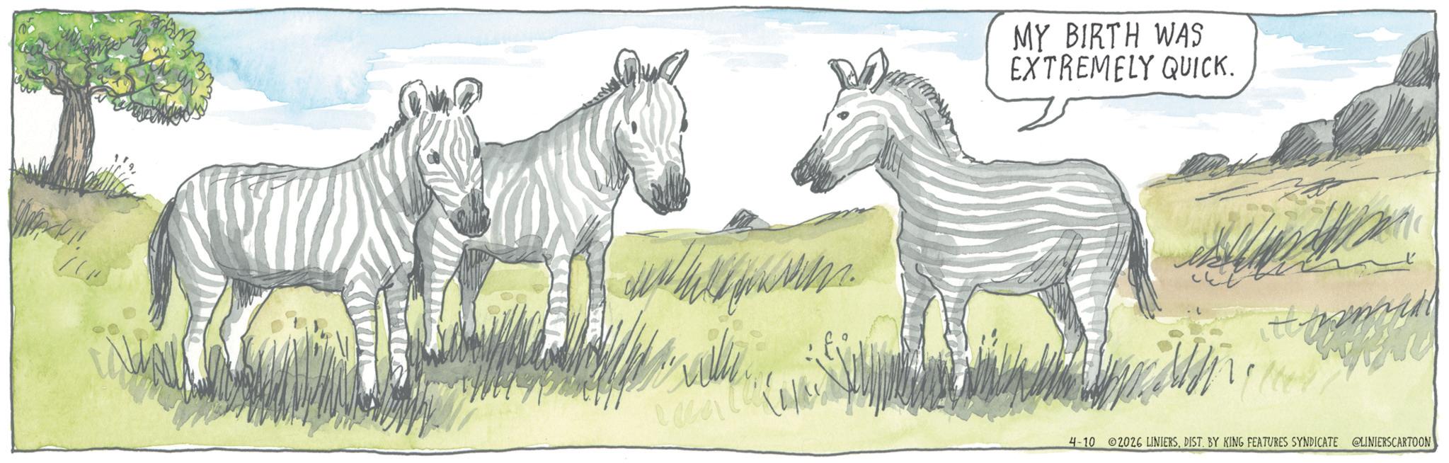 Animal Figure OCR: MY BIRTH WAS EXTREMELY QUICK. 4-10 2026 LINIERSDIST. BY KING FEATURES SYNDICATE @LINIERSCARTOON MY BIRTH WAS EXTREMELY QUICK . 4-10 2026 LINIERSDIST . BY KING FEATURES SYNDICATE @LINIERSCARTOON