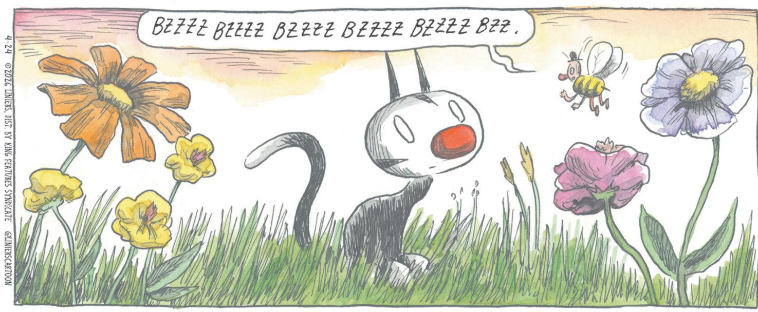 Fiction OCR: BZZZZ BZZZZ BZZZZ BZZZZ BZZZZ BZZ. 4-24 2026 LINIERSDIST. BY KING FEATURES SYNDICATE @LINIERSCARTOON BZZZZ BZZZZ BZZZZ BZZZZ BZZZZ BZZ . 4-24 2026 LINIERSDIST . BY KING FEATURES SYNDICATE @LINIERSCARTOON