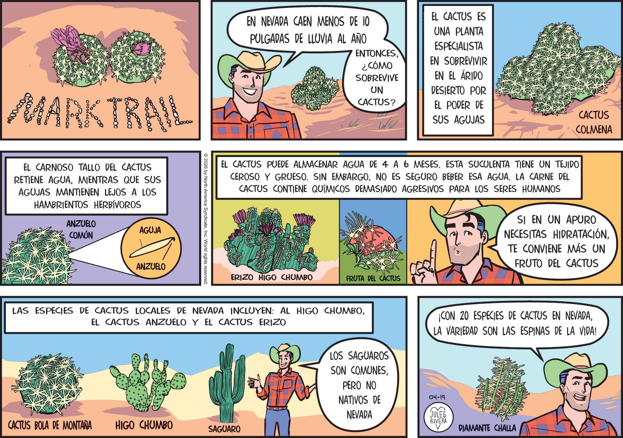 Working animal OCR: MARKTRAIL EL CARNOSO TALLO DEL CACTUS RETIENE AGUAMIENTRAS QUE SUS AGUJAS MANTIENEN LEJOS A LOS HAMBRIENTOS HERBIVOROS ANZUELO COMÚN AGUJA ANZUELO 2026 by North America SyndicateInc. World rights reserved. EN NEVADA CAEN MENOS DE 10 PULGADAS DE LLUVIA AL AÑO ENTONCES¿CÓMO SOBREVIVE UN EL CACTUS ES UNA PLANTA ESPECIALISTA EN SOBREVIVIR EN EL ÁRIDO DESIERTO POR CACTUS? EL PODER DE SUS AGUJAS CACTUS COLMENA EL CACTUS PUEDE ALMACENAR AGUA DE 4 A 6 MESES. ESTA SUCULENTA TIENE UN TEJIDO CEROSO Y GRUESO. SIN EMBARGONO ES SEGURO BEBER ESA AGUA. LA CARNE DEL CACTUS CONTIENE QUÍMICOS DEMASIADO AGRESIVOS PARA LOS SERES HUMANOS SI EN UN APURO NECESITAS HIDRATACIÓNTE CONVIENE MÁS UN FRUTO DEL CACTUS ERIZO HIGO CHUMBO FRUTA DEL CACTUS LAS ESPECIES DE CACTUS LOCALES DE NEVADA INCLUYEN: AL HIGO CHUMBOEL CACTUS ANZUELO Y EL CACTUS ERIZO o CACTUS BOLA DE MONTAÑA HIGO CHUMBO SAGUARO LOS SAGUAROS SON COMUNESLA VARIEDAD SON LAS ESPINAS DE LA VIDA! PERO NO NATIVOS DE NEVADA 04-19 JULES RIVERA DIAMANTE CHALLA MARKTRAIL EL CARNOSO TALLO DEL CACTUS RETIENE AGUAMIENTRAS QUE SUS AGUJAS MANTIENEN LEJOS A LOS HAMBRIENTOS HERBIVOROS ANZUELO COMÚN AGUJA ANZUELO 2026 by North America SyndicateInc. World rights reserved . EN NEVADA CAEN MENOS DE 10 PULGADAS DE LLUVIA AL AÑO ENTONCES¿ CÓMO SOBREVIVE UN EL CACTUS ES UNA PLANTA ESPECIALISTA EN SOBREVIVIR EN EL ÁRIDO DESIERTO POR CACTUS ? EL PODER DE SUS AGUJAS CACTUS COLMENA EL CACTUS PUEDE ALMACENAR AGUA DE 4 A 6 MESES . ESTA SUCULENTA TIENE UN TEJIDO CEROSO Y GRUESO . SIN EMBARGONO ES SEGURO BEBER ESA AGUA . LA CARNE DEL CACTUS CONTIENE QUÍMICOS DEMASIADO AGRESIVOS PARA LOS SERES HUMANOS SI EN UN APURO NECESITAS HIDRATACIÓNTE CONVIENE MÁS UN FRUTO DEL CACTUS ERIZO HIGO CHUMBO FRUTA DEL CACTUS LAS ESPECIES DE CACTUS LOCALES DE NEVADA INCLUYEN : AL HIGO CHUMBOEL CACTUS ANZUELO Y EL CACTUS ERIZO o CACTUS BOLA DE MONTAÑA HIGO CHUMBO SAGUARO LOS SAGUAROS SON COMUNES¡ CON 20 ESPECIES DE CACTUS EN NEVADALA VARIEDAD SON LAS ESPINAS DE LA VIDA ! PERO NO NATIVOS DE NEVADA 04-19 JULES RIVERA DIAMANTE CHALLA