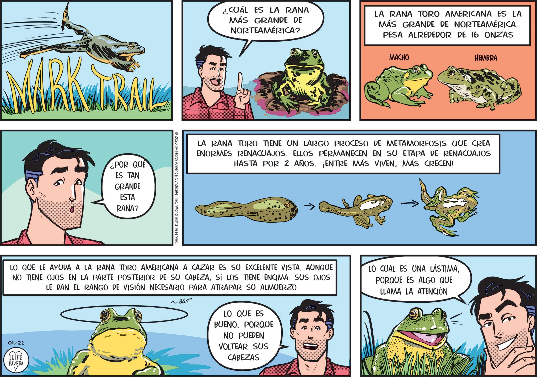Comics OCR: TRAIL ¿POR QUE ES TAN GRANDE ESTA RANA? © 2026 by North America SyndicateInc. World rights reserved. ¿CUÁL ES LA RANA MÁS GRANDE DE NORTEAMÉRICA? LA RANA TORO AMERICANA ES LA MÁS GRANDE DE NORTEAMÉRICA. PESA ALREDEDOR DE 16 ONZAS MACHO HEMBRA LA RANA TORO TIENE UN LARGO PROCESO DE METAMORFOSIS QUE CREA ENORMES RENACUAJOS. ELLOS PERMANECEN EN SU ETAPA DE RENACUAJOS HASTA POR 2 AÑOS. ¡ENTRE MÁS VIVENMÁS CRECEN! LO QUE LE AYUDA A LA RANA TORO AMERICANA A CAZAR ES SU EXCELENTE VISTA. AUNQUE NO TIENE OJOS EN LA PARTE POSTERIOR DE SU CABEZASÍ LOS TIENE ENCIMA. SUS OJOS LE DAN EL RANGO DE VISIÓN NECESARIO PARA ATRAPAR SU ALMUERZO ~360° LO CUAL ES UNA LÁSTIMAPORQUE ES ALGO QUE LLAMA LA ATENCIÓN 04-26 JULES RIVERA LO QUE ES BUENOPORQUE NO PUEDEN VOLTEAR SUS CABEZAS TRAIL ¿ POR QUE ES TAN GRANDE ESTA RANA ? © 2026 by North America SyndicateInc. World rights reserved . ¿ CUÁL ES LA RANA MÁS GRANDE DE NORTEAMÉRICA ? LA RANA TORO AMERICANA ES LA MÁS GRANDE DE NORTEAMÉRICA . PESA ALREDEDOR DE 16 ONZAS MACHO HEMBRA LA RANA TORO TIENE UN LARGO PROCESO DE METAMORFOSIS QUE CREA ENORMES RENACUAJOS . ELLOS PERMANECEN EN SU ETAPA DE RENACUAJOS HASTA POR 2 AÑOS . ¡ ENTRE MÁS VIVENMÁS CRECEN ! LO QUE LE AYUDA A LA RANA TORO AMERICANA A CAZAR ES SU EXCELENTE VISTA . AUNQUE NO TIENE OJOS EN LA PARTE POSTERIOR DE SU CABEZASÍ LOS TIENE ENCIMA . SUS OJOS LE DAN EL RANGO DE VISIÓN NECESARIO PARA ATRAPAR SU ALMUERZO ~ 360 ° LO CUAL ES UNA LÁSTIMAPORQUE ES ALGO QUE LLAMA LA ATENCIÓN 04-26 JULES RIVERA LO QUE ES BUENOPORQUE NO PUEDEN VOLTEAR SUS CABEZAS