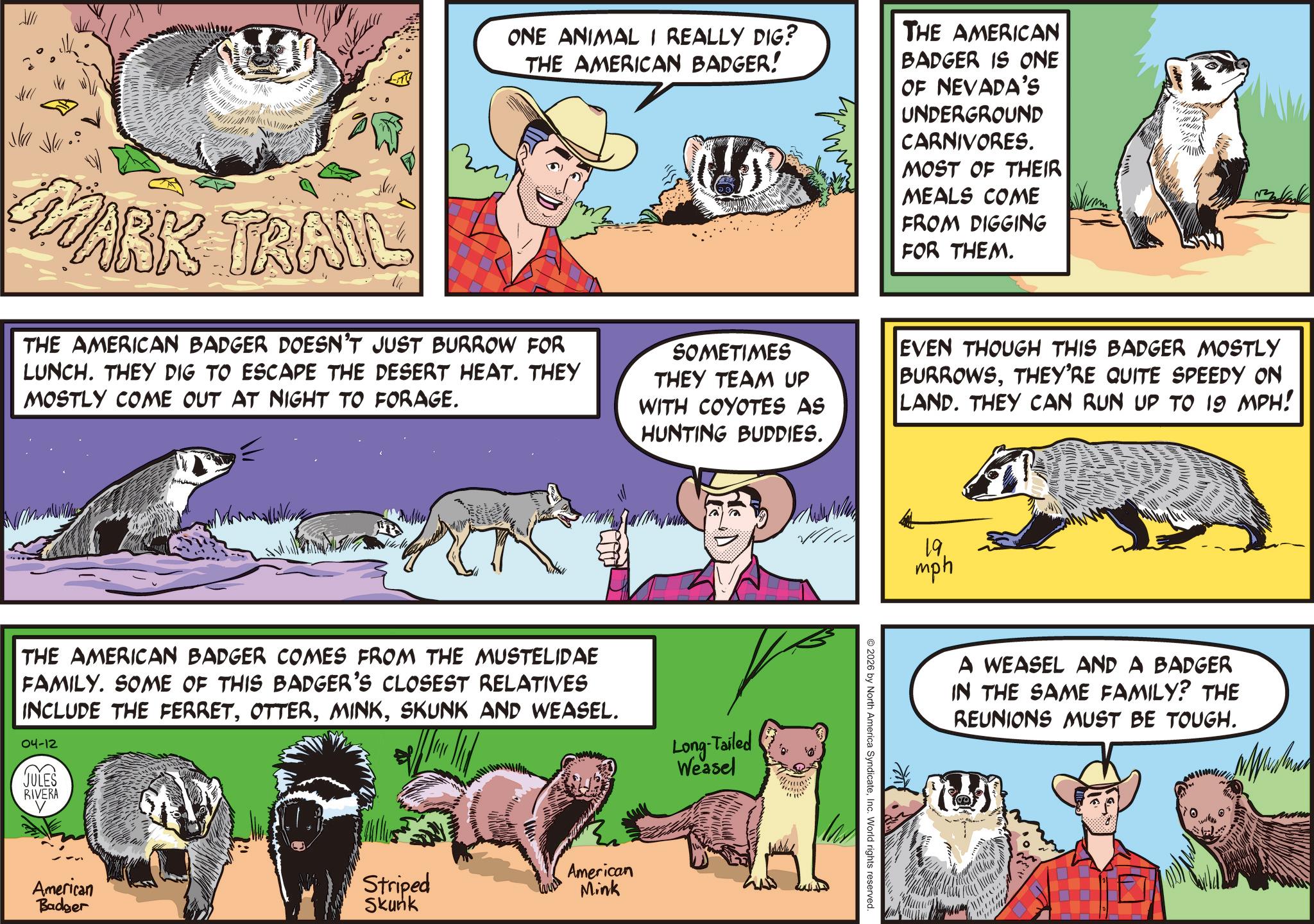 Photo caption OCR: MARK TRAIL ONE ANIMAL I REALLY DIG? THE AMERICAN BADGER! THE AMERICAN BADGER IS ONE OF NEVADA'S UNDERGROUND CARNIVORES. MOST OF THEIR MEALS COME FROM DIGGING FOR THEM. THE AMERICAN BADGER DOESN'T JUST BURROW FOR LUNCH. THEY DIG TO ESCAPE THE DESERT HEAT. THEY MOSTLY COME OUT AT NIGHT TO FORAGE. SOMETIMES THEY TEAM UP WITH COYOTES AS HUNTING BUDDIES. EVEN THOUGH THIS BADGER MOSTLY BURROWSTHEY'RE QUITE SPEEDY ON LAND. THEY CAN RUN UP TO 19 MPH! THE AMERICAN BADGER COMES FROM THE MUSTELIDAE FAMILY. SOME OF THIS BADGER'S CLOSEST RELATIVES INCLUDE THE FERRETSKUNK AND WEASEL. 04-12 JULES RIVERA American Badger Long-Tailed Weasel Striped American Mink Skunk 19. mph m 2026 by North America SyndicateInc. World rights reserved. A WEASEL AND A BADGER IN THE SAME FAMILY? THE REUNIONS MUST BE TOUGH. MARK TRAIL ONE ANIMAL I REALLY DIG ? THE AMERICAN BADGER ! THE AMERICAN BADGER IS ONE OF NEVADA'S UNDERGROUND CARNIVORES . MOST OF THEIR MEALS COME FROM DIGGING FOR THEM . THE AMERICAN BADGER DOESN'T JUST BURROW FOR LUNCH . THEY DIG TO ESCAPE THE DESERT HEAT . THEY MOSTLY COME OUT AT NIGHT TO FORAGE . SOMETIMES THEY TEAM UP WITH COYOTES AS HUNTING BUDDIES . EVEN THOUGH THIS BADGER MOSTLY BURROWSTHEY'RE QUITE SPEEDY ON LAND . THEY CAN RUN UP TO 19 MPH ! THE AMERICAN BADGER COMES FROM THE MUSTELIDAE FAMILY . SOME OF THIS BADGER'S CLOSEST RELATIVES INCLUDE THE FERRETSKUNK AND WEASEL . 04-12 JULES RIVERA American Badger Long - Tailed Weasel Striped American Mink Skunk 19 . mph m 2026 by North America SyndicateInc. World rights reserved . A WEASEL AND A BADGER IN THE SAME FAMILY ? THE REUNIONS MUST BE TOUGH .