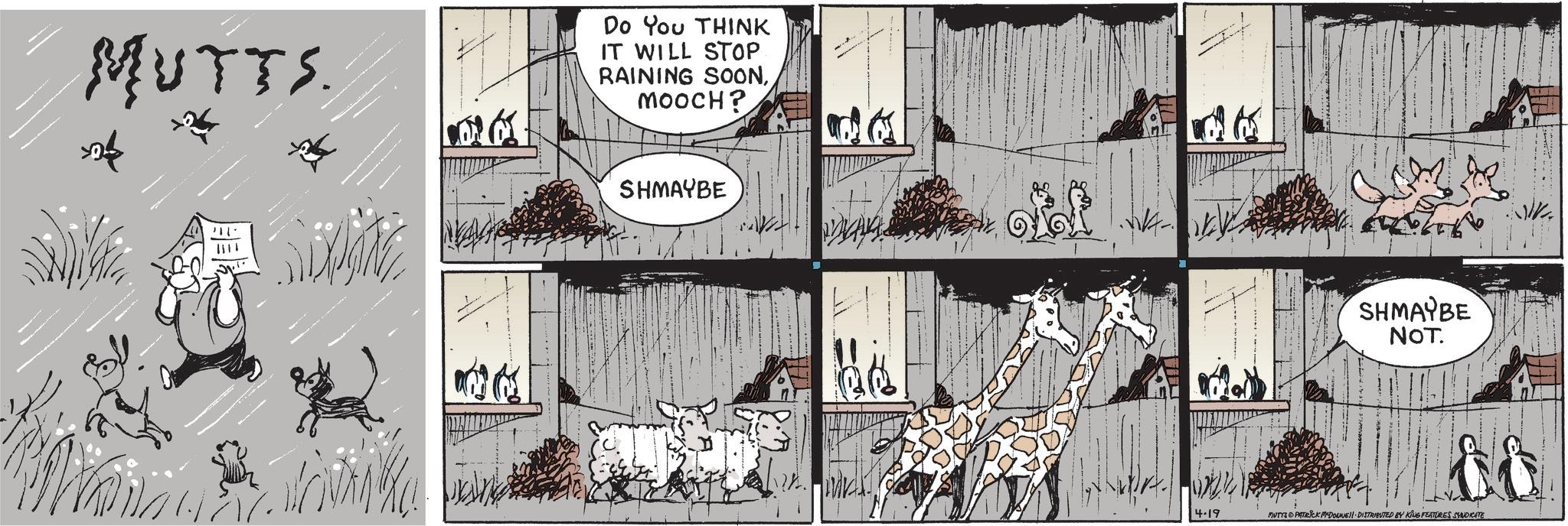 Publication OCR: MUTTS. Do You THINK IT WILL STOP RAINING SOONMOOCH? ???? ? SHMAYBE SHMAYBE NOT. 4.19 MUTYS PATRICK MADONNE DISTRIBUTED BY KING FEATURES SYNDICATE MUTTS . Do You THINK IT WILL STOP RAINING SOONMOOCH ? ???? ? SHMAYBE SHMAYBE NOT . 4.19 MUTYS PATRICK MADONNE DISTRIBUTED BY KING FEATURES SYNDICATE