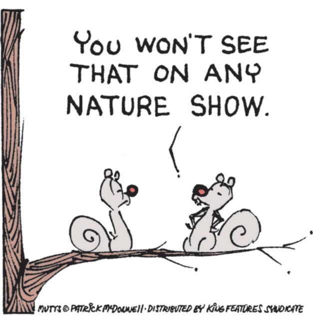 Tail OCR: YOU WON'T SEE You THAT ON ANY NATURE SHOW. MUTTS PATRICK MYDONNELL DISTRIBUTED BY KING FEATURES SYNDICATE YOU WON'T SEE You THAT ON ANY NATURE SHOW . MUTTS PATRICK MYDONNELL DISTRIBUTED BY KING FEATURES SYNDICATE