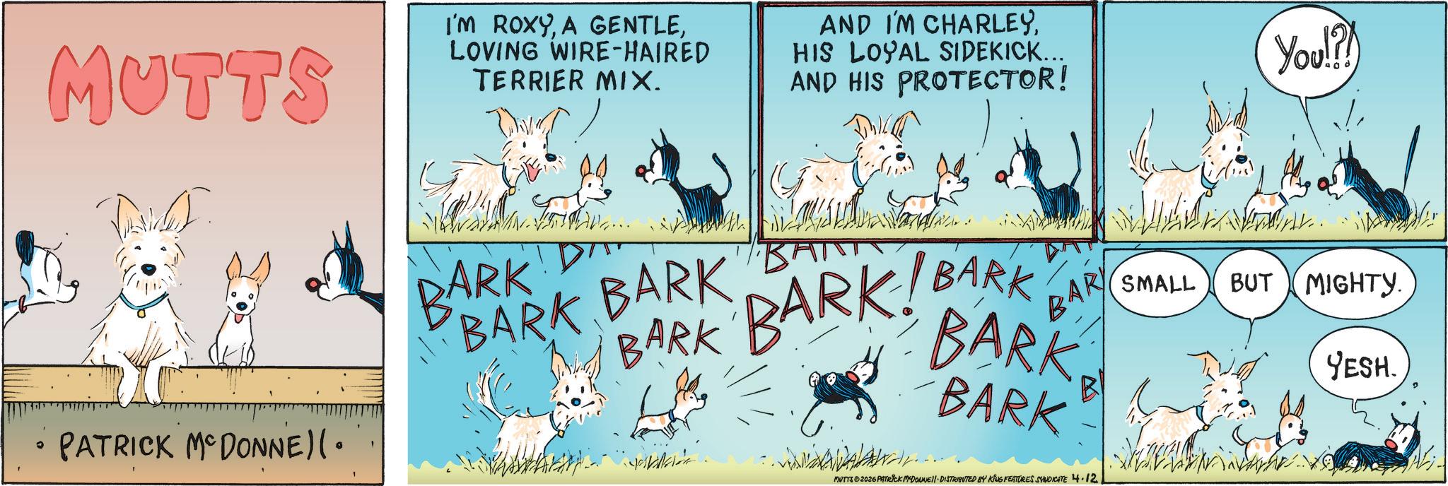 Canidae OCR: MUTTS ? PATRICK MCDONNE)(• I'M ROXYLOVING WIRE-HAIRED TERRIER MIX. AND I'M CHARLEYHIS LOYAL SIDEKICK... AND HIS PROTECTOR! BARK BARK BARK BARK BARKIBARK BARY BARK BARK SMALL You!? BUT MIGHTY. YESH. MUTYS ©2026 PATRICK MEDONNELL DISTRIBUTED BY KING FEATURES SYNDICATE 4.12. MUTTS ? PATRICK MCDONNE ) ( • I'M ROXYA GENTLELOVING WIRE - HAIRED TERRIER MIX . AND I'M CHARLEYHIS LOYAL SIDEKICK ... AND HIS PROTECTOR ! BARK BARK BARK BARK BARKIBARK BARY BARK BARK SMALL You !? BUT MIGHTY . YESH . MUTYS © 2026 PATRICK MEDONNELL DISTRIBUTED BY KING FEATURES SYNDICATE 4.12 .