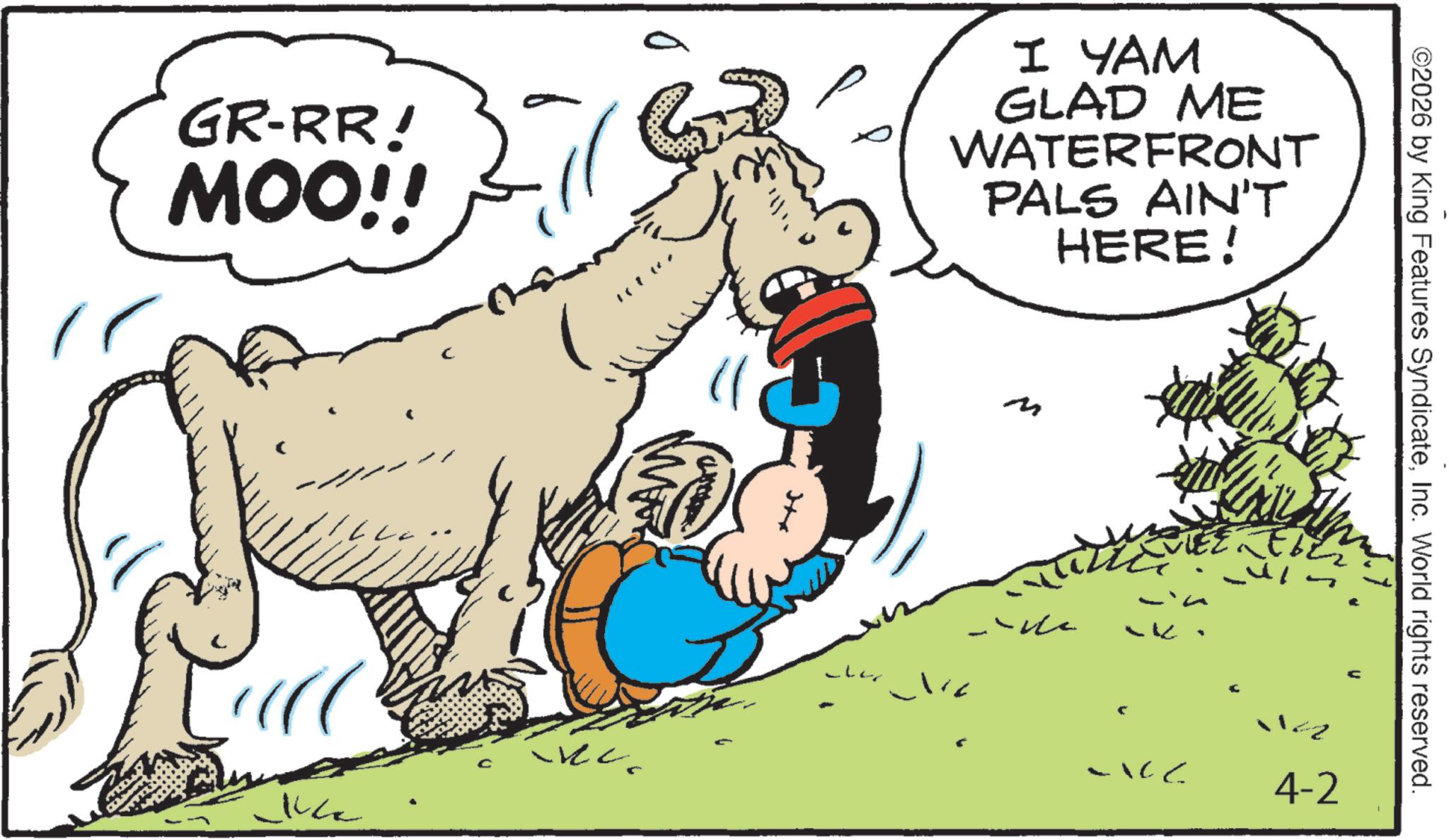 Animated cartoon OCR: GR-RR! MOO!! G ??? I YAM GLAD ME WATERFRONT PALS AIN'T HERE! ©2026 by King Features SyndicateInc. World rights reserved. M Eber ? ? -106 4-2 GR - RR ! MOO !! G ??? I YAM GLAD ME WATERFRONT PALS AIN'T HERE ! © 2026 by King Features SyndicateInc. World rights reserved . M Eber ? ? -106 4-2