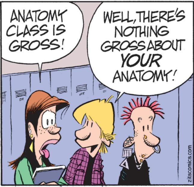 Animation OCR: ANATOMY CLASS IS GROSS! WELLTHERE'S NOTHING GROSS ABOUT YOUR ANATOMY! wwwww zitscomics.com ANATOMY CLASS IS GROSS ! WELLTHERE'S NOTHING GROSS ABOUT YOUR ANATOMY ! wwwww zitscomics.com