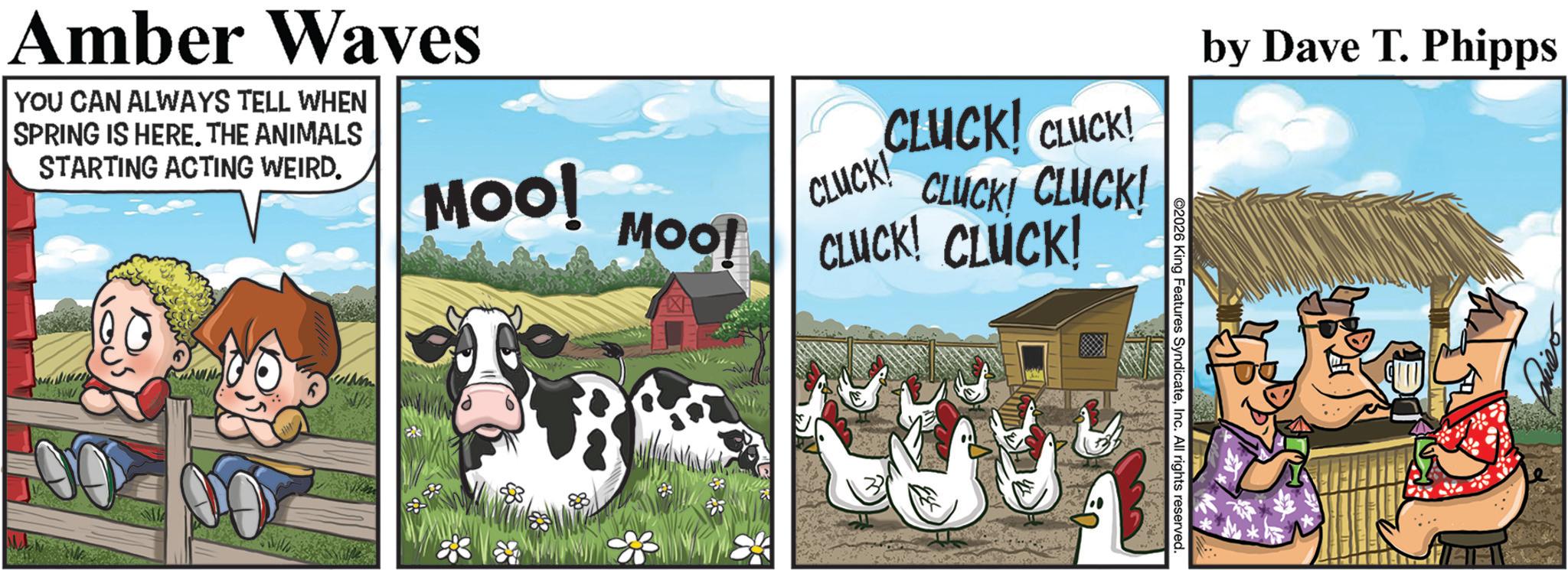 Working animal OCR: Amber Waves YOU CAN ALWAYS TELL WHEN SPRING IS HERE. THE ANIMALS STARTING ACTING WEIRD. Moo! Moo! CLUCK! CLUCK! CLUCK! CLUCK! CLUCK! CLUCK! CLUCK! by Dave T. Phipps ©2026 King Features SyndicateInc. All rights reserved. Amber Waves YOU CAN ALWAYS TELL WHEN SPRING IS HERE . THE ANIMALS STARTING ACTING WEIRD . Moo ! Moo ! CLUCK ! CLUCK ! CLUCK ! CLUCK ! CLUCK ! CLUCK ! CLUCK ! by Dave T. Phipps © 2026 King Features SyndicateInc. All rights reserved .