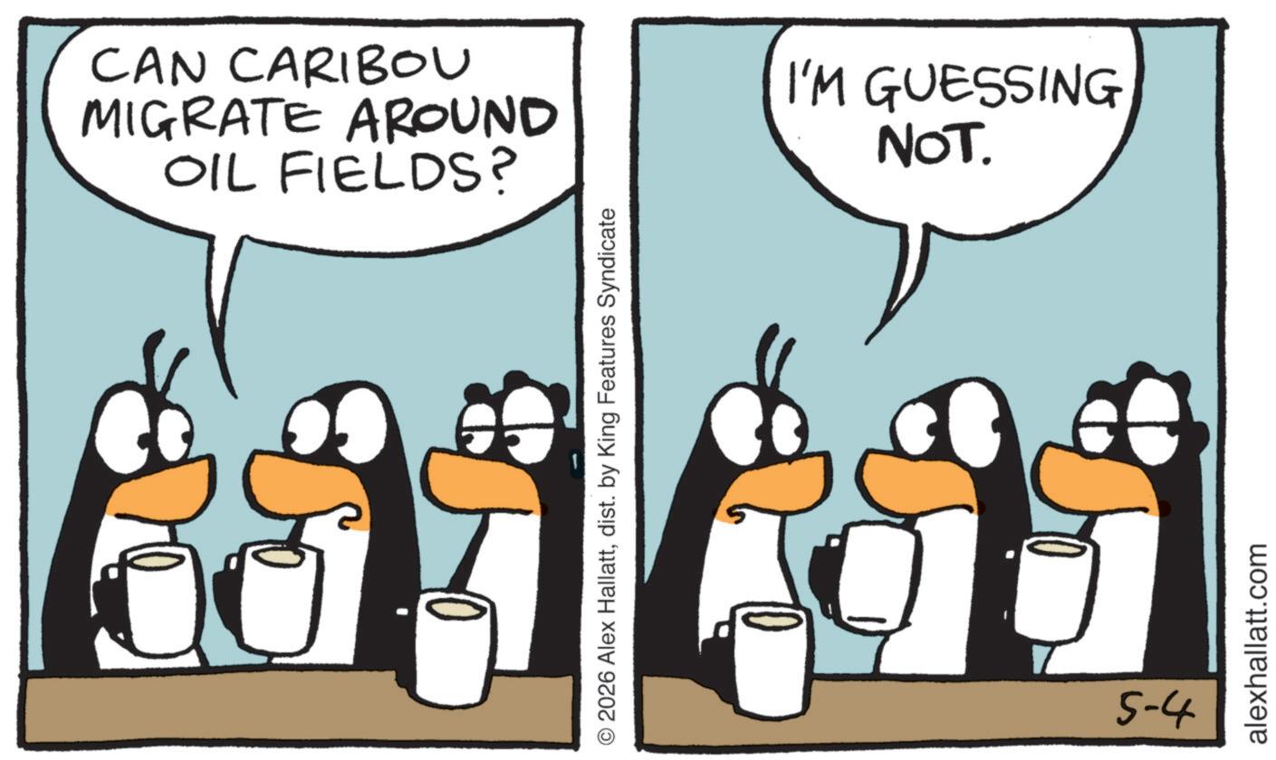 Fictional character OCR: CAN CARIBOU MIGRATE AROUND OIL FIELDS? © 2026 Alex Hallattdist. by King Features Syndicate I'M GUESSING NOT. 5-4 alexhallatt.com CAN CARIBOU MIGRATE AROUND OIL FIELDS ? © 2026 Alex Hallattdist . by King Features Syndicate I'M GUESSING NOT . 5-4 alexhallatt.com