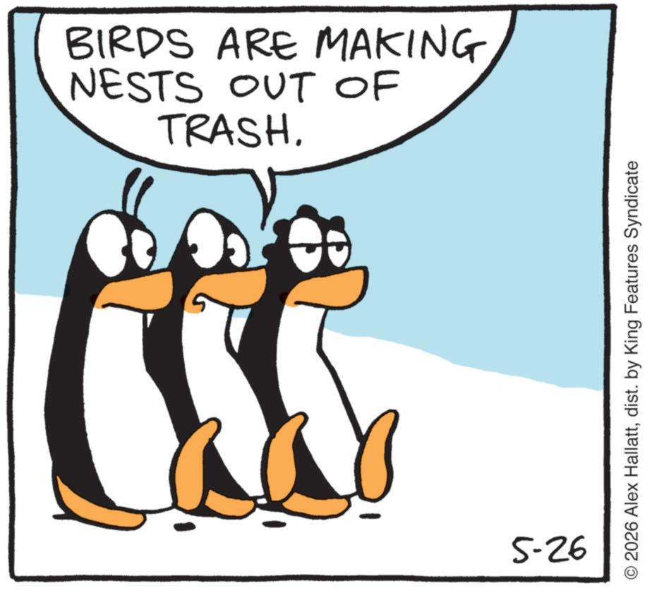 Fiction OCR: TRASH. NESTS OUT OF BIRDS ARE MAKING 5-26 © 2026 Alex Hallattdist. by King Features Syndicate TRASH . NESTS OUT OF BIRDS ARE MAKING 5-26 © 2026 Alex Hallattdist . by King Features Syndicate