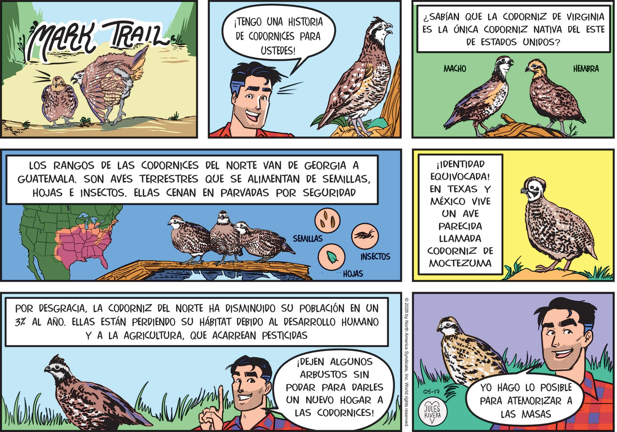Photo caption OCR: MARK TRAIL ¡TENGO UNA HISTORIA DE CODORNICES PARA USTEDES! ¿SABÍAN QUE LA CODORNIZ DE VIRGINIA ES LA ÚNICA CODORNIZ NATIVA DEL ESTE DE ESTADOS UNIDOS? MACHO HEMBRA LOS RANGOS DE LAS CODORNICES DEL NORTE VAN DE GEORGIA A GUATEMALA. SON AVES TERRESTRES QUE SE ALIMENTAN DE SEMILLASHOJAS E INSECTOS. ELLAS CENAN EN PARVADAS POR SEGURIDAD ¡IDENTIDAD EQUIVOCADA! EN TEXAS Y MÉXICO VIVE UN AVE PARECIDA SEMILLAS D INSECTOS HOJAS POR DESGRACIALA CODORNIZ DEL NORTE HA DISMINUIDO SU POBLACIÓN EN UN 3% AL AÑO. ELLAS ESTÁN PERDIENDO SU HÁBITAT DEBIDO AL DESARROLLO HUMANO YA LA AGRICULTURAQUE ACARREAN PESTICIDAS ¡DEJEN ALGUNOS ARBUSTOS SIN PODAR PARA DARLES UN NUEVO HOGAR A LAS CODORNICES! LLAMADA CODORNIZ DE MOCTEZUMA 2026 by North America SyndicateInc. World rights reserved. 05-17 YO HAGO LO POSIBLE PARA ATEMORIZAR A JULES RIVERA LAS MASAS MARK TRAIL ¡ TENGO UNA HISTORIA DE CODORNICES PARA USTEDES ! ¿ SABÍAN QUE LA CODORNIZ DE VIRGINIA ES LA ÚNICA CODORNIZ NATIVA DEL ESTE DE ESTADOS UNIDOS ? MACHO HEMBRA LOS RANGOS DE LAS CODORNICES DEL NORTE VAN DE GEORGIA A GUATEMALA . SON AVES TERRESTRES QUE SE ALIMENTAN DE SEMILLASHOJAS E INSECTOS . ELLAS CENAN EN PARVADAS POR SEGURIDAD ¡ IDENTIDAD EQUIVOCADA ! EN TEXAS Y MÉXICO VIVE UN AVE PARECIDA SEMILLAS D INSECTOS HOJAS POR DESGRACIALA CODORNIZ DEL NORTE HA DISMINUIDO SU POBLACIÓN EN UN 3 % AL AÑO . ELLAS ESTÁN PERDIENDO SU HÁBITAT DEBIDO AL DESARROLLO HUMANO YA LA AGRICULTURAQUE ACARREAN PESTICIDAS ¡ DEJEN ALGUNOS ARBUSTOS SIN PODAR PARA DARLES UN NUEVO HOGAR A LAS CODORNICES ! LLAMADA CODORNIZ DE MOCTEZUMA 2026 by North America SyndicateInc. World rights reserved . 05-17 YO HAGO LO POSIBLE PARA ATEMORIZAR A JULES RIVERA LAS MASAS