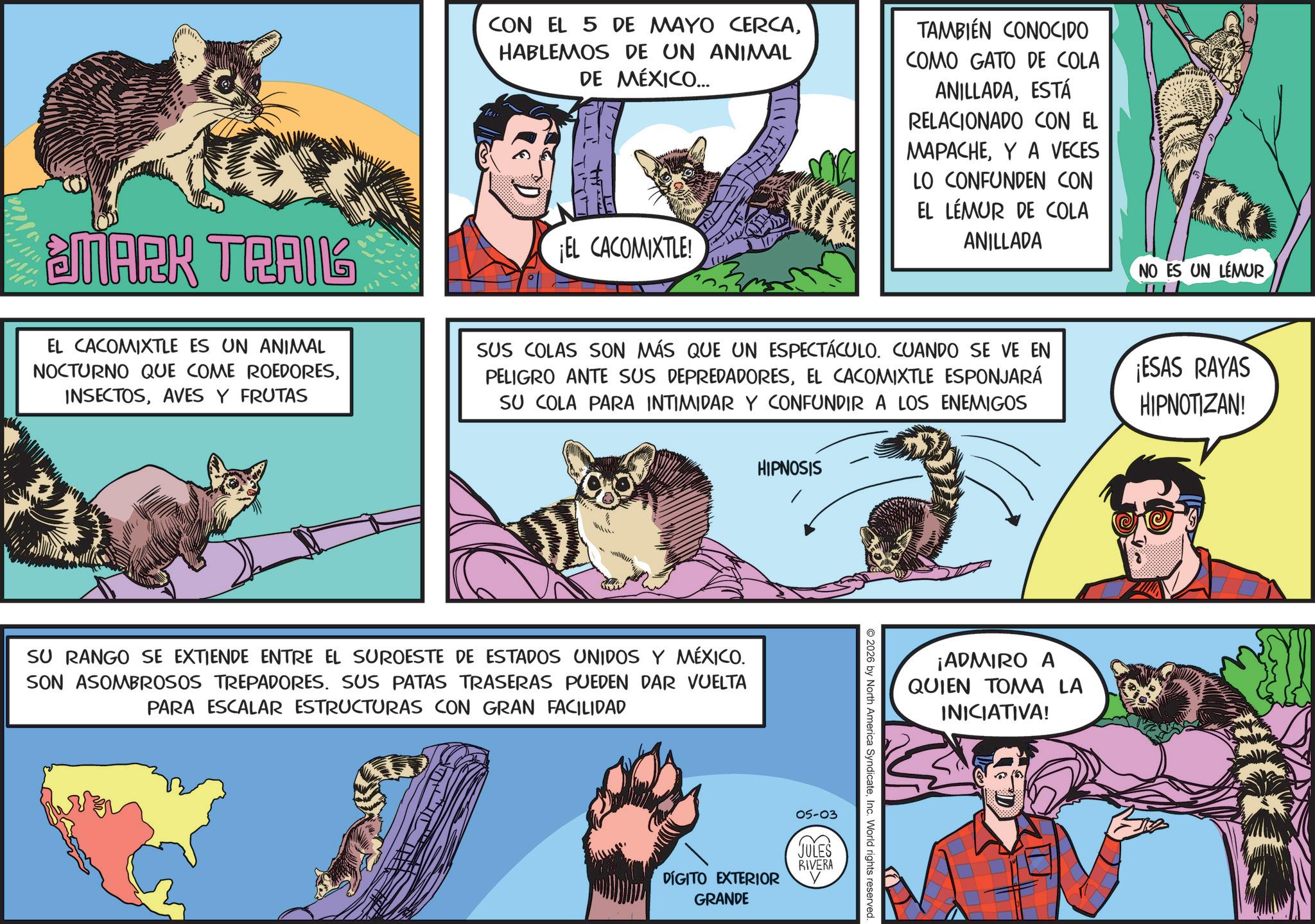 Publication OCR: MARK TRAIL CON EL 5 DE MAYO CERCAHABLEMOS DE UN ANIMAL DE MÉXICO... ¡EL CACOMIXTLE! TAMBIÉN CONOCIDO COMO GATO DE COLA ANILLADAESTÁ RELACIONADO CON EL MAPACHEY A VECES LO CONFUNDEN CON EL LEMUR DE COLA ANILLADA NO ES UN LEMUR EL CACOMIXTLE ES UN ANIMAL NOCTURNO QUE COME ROEDORESAVES Y FRUTAS SUS COLAS SON MÁS QUE UN ESPECTÁCULO. CUANDO SE VE EN PELIGRO ANTE SUS DEPREDADORESEL CACOMIXTLE ESPONJARÁ SU COLA PARA INTIMIDAR Y CONFUNDIR A LOS ENEMIGOS ¡ESAS RAYAS HIPNOTIZAN! HIPNOSIS SU RANGO SE EXTIENDE ENTRE EL SUROESTE DE ESTADOS UNIDOS Y MÉXICO. SON ASOMBROSOS TREPADORES. SUS PATAS TRASERAS PUEDEN DAR VUELTA PARA ESCALAR ESTRUCTURAS CON GRAN FACILIDAD 2026 by North America SyndicateInc. World rights reserved. 05-03 JULES RIVERA DÍGITO EXTERIOR GRANDE ¡ADMIRO A QUIEN TOMA LA INICIATIVA! MARK TRAIL CON EL 5 DE MAYO CERCAHABLEMOS DE UN ANIMAL DE MÉXICO ... ¡ EL CACOMIXTLE ! TAMBIÉN CONOCIDO COMO GATO DE COLA ANILLADAESTÁ RELACIONADO CON EL MAPACHEY A VECES LO CONFUNDEN CON EL LEMUR DE COLA ANILLADA NO ES UN LEMUR EL CACOMIXTLE ES UN ANIMAL NOCTURNO QUE COME ROEDORESAVES Y FRUTAS SUS COLAS SON MÁS QUE UN ESPECTÁCULO . CUANDO SE VE EN PELIGRO ANTE SUS DEPREDADORESEL CACOMIXTLE ESPONJARÁ SU COLA PARA INTIMIDAR Y CONFUNDIR A LOS ENEMIGOS ¡ ESAS RAYAS HIPNOTIZAN ! HIPNOSIS SU RANGO SE EXTIENDE ENTRE EL SUROESTE DE ESTADOS UNIDOS Y MÉXICO . SON ASOMBROSOS TREPADORES . SUS PATAS TRASERAS PUEDEN DAR VUELTA PARA ESCALAR ESTRUCTURAS CON GRAN FACILIDAD 2026 by North America SyndicateInc. World rights reserved . 05-03 JULES RIVERA DÍGITO EXTERIOR GRANDE ¡ ADMIRO A QUIEN TOMA LA INICIATIVA !