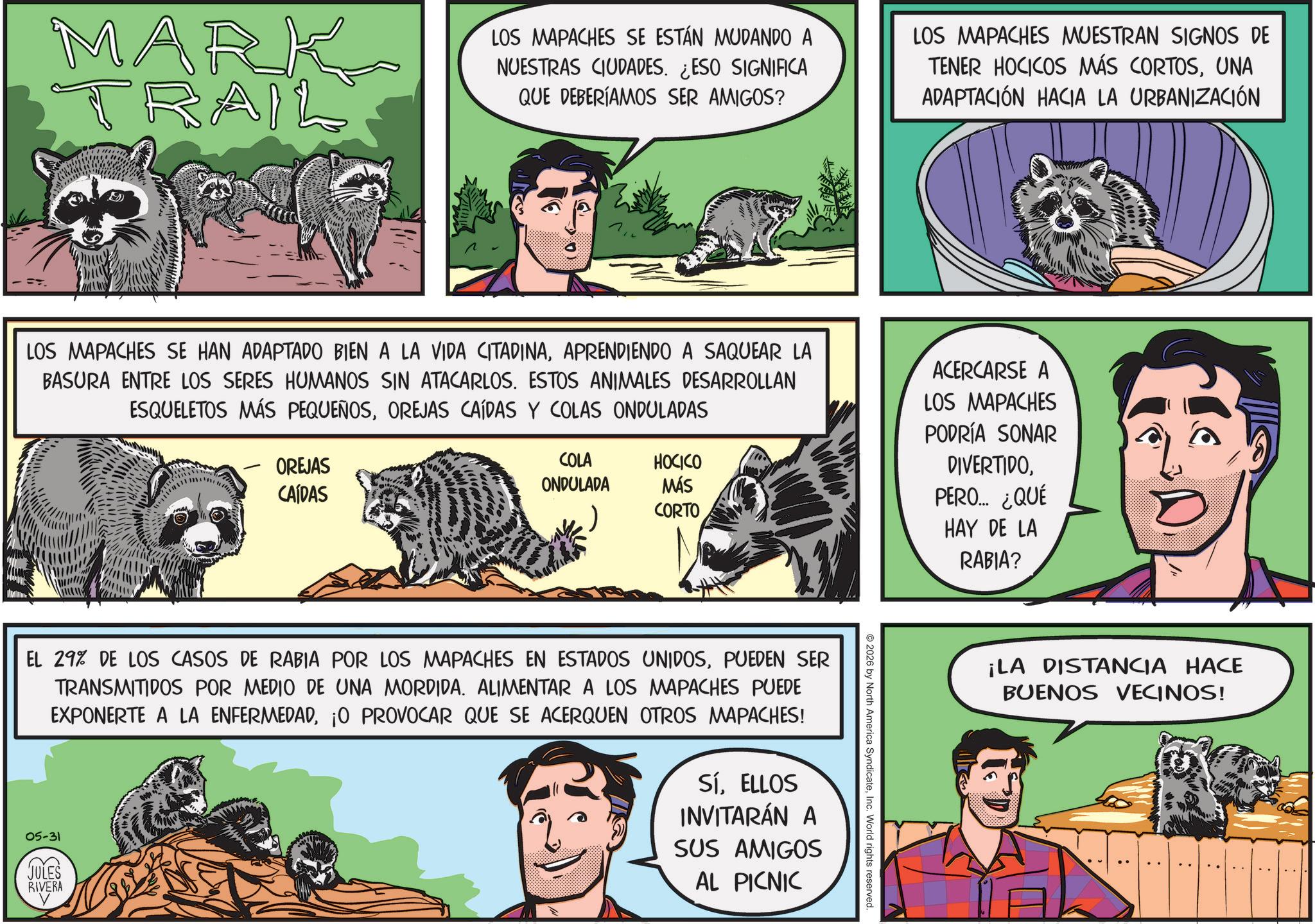 Publication OCR: 6000. MARK TRAIL LOS MAPACHES SE ESTÁN MUDANDO A NUESTRAS CIUDADES. ¿ESO SIGNIFICA QUE DEBERÍAMOS SER AMIGOS? LOS MAPACHES MUESTRAN SIGNOS DE TENER HOCICOS MÁS CORTOSUNA ADAPTACIÓN HACIA LA URBANIZACIÓN ¡LA DISTANCIA HACE BUENOS VECINOS! LOS MAPACHES SE HAN ADAPTADO BIEN A LA VIDA CITADINAAPRENDIENDO A SAQUEAR LA BASURA ENTRE LOS SERES HUMANOS SIN ATACARLOS. ESTOS ANIMALES DESARROLLAN ESQUELETOS MÁS PEQUEÑOSOREJAS CAÍDAS Y COLAS ONDULADAS OREJAS CAÍDAS COLA HOCICO ONDULADA MÁS CORTO ACERCARSE A LOS MAPACHES PODRÍA SONAR DIVERTIDOPERO... ¿QUÉ HAY DE LA RABIA? 2026 by North America SyndicateInc. World rights reserved. EL 29% DE LOS CASOS DE RABIA POR LOS MAPACHES EN ESTADOS UNIDOSPUEDEN SER TRANSMITIDOS POR MEDIO DE UNA MORDIDA. ALIMENTAR A LOS MAPACHES PUEDE EXPONERTE A LA ENFERMEDAD¡O PROVOCAR QUE SE ACERQUEN OTROS MAPACHES! 05-31 JULES RIVERA SÍELLOS INVITARÁN A SUS AMIGOS AL PICNIC 6000 . MARK TRAIL LOS MAPACHES SE ESTÁN MUDANDO A NUESTRAS CIUDADES . ¿ ESO SIGNIFICA QUE DEBERÍAMOS SER AMIGOS ? LOS MAPACHES MUESTRAN SIGNOS DE TENER HOCICOS MÁS CORTOSUNA ADAPTACIÓN HACIA LA URBANIZACIÓN ¡ LA DISTANCIA HACE BUENOS VECINOS ! LOS MAPACHES SE HAN ADAPTADO BIEN A LA VIDA CITADINAAPRENDIENDO A SAQUEAR LA BASURA ENTRE LOS SERES HUMANOS SIN ATACARLOS . ESTOS ANIMALES DESARROLLAN ESQUELETOS MÁS PEQUEÑOSOREJAS CAÍDAS Y COLAS ONDULADAS OREJAS CAÍDAS COLA HOCICO ONDULADA MÁS CORTO ACERCARSE A LOS MAPACHES PODRÍA SONAR DIVERTIDOPERO ... ¿ QUÉ HAY DE LA RABIA ? 2026 by North America SyndicateInc. World rights reserved . EL 29 % DE LOS CASOS DE RABIA POR LOS MAPACHES EN ESTADOS UNIDOSPUEDEN SER TRANSMITIDOS POR MEDIO DE UNA MORDIDA . ALIMENTAR A LOS MAPACHES PUEDE EXPONERTE A LA ENFERMEDAD¡ O PROVOCAR QUE SE ACERQUEN OTROS MAPACHES ! 05-31 JULES RIVERA SÍELLOS INVITARÁN A SUS AMIGOS AL PICNIC