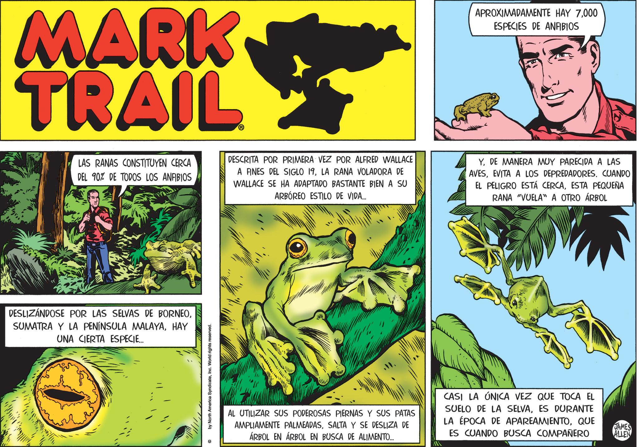 Amphibians OCR: MARK TRAIL APROXIMADAMENTE HAY 7000 ESPECIES DE ANFIBIOS LAS RANAS CONSTITUYEN CERCA DEL 90% DE TODOS LOS ANFIBIOS DESCRITA POR PRIMERA VEZ POR ALFRED WALLACE A FINES DEL SIGLO 19LA RANA VOLADORA DE WALLACE SE HA ADAPTADO BASTANTE BIEN A SU ARBÓREO ESTILO DE VIDA.... YDE MANERA MUY PARECIDA A LAS AVESEVITA A LOS DEPREDADORES. CUANDO EL PELIGRO ESTÁ CERCAESTA PEQUEÑA RANA "VUELA" A OTRO ÁRBOL DESLIZÁNDOSE POR LAS SELVAS DE BORNEOHAY UNA CIERTA ESPECIE... by North America SyndicateInc. World rights reserved. AL UTILIZAR SUS PODEROSAS PIERNAS Y SUS PATAS AMPLIAMENTE PALMEADASSALTA Y SE DESLIZA DE ÁRBOL EN ÁRBOL EN BUSCA DE ALIMENTO... CASI LA ÚNICA VEZ QUE TOCA EL SUELO DE LA SELVAES DURANTE LA ÉPOCA DE APAREAMIENTOQUE ES CUANDO BUSCA COMPAÑERO JAMES ALLEN MARK TRAIL APROXIMADAMENTE HAY 7000 ESPECIES DE ANFIBIOS LAS RANAS CONSTITUYEN CERCA DEL 90 % DE TODOS LOS ANFIBIOS DESCRITA POR PRIMERA VEZ POR ALFRED WALLACE A FINES DEL SIGLO 19LA RANA VOLADORA DE WALLACE SE HA ADAPTADO BASTANTE BIEN A SU ARBÓREO ESTILO DE VIDA .... YDE MANERA MUY PARECIDA A LAS AVESEVITA A LOS DEPREDADORES . CUANDO EL PELIGRO ESTÁ CERCAESTA PEQUEÑA RANA " VUELA " A OTRO ÁRBOL DESLIZÁNDOSE POR LAS SELVAS DE BORNEOSUMATRA Y LA PENÍNSULA MALAYAHAY UNA CIERTA ESPECIE ... by North America SyndicateInc. World rights reserved . AL UTILIZAR SUS PODEROSAS PIERNAS Y SUS PATAS AMPLIAMENTE PALMEADASSALTA Y SE DESLIZA DE ÁRBOL EN ÁRBOL EN BUSCA DE ALIMENTO ... CASI LA ÚNICA VEZ QUE TOCA EL SUELO DE LA SELVAES DURANTE LA ÉPOCA DE APAREAMIENTOQUE ES CUANDO BUSCA COMPAÑERO JAMES ALLEN