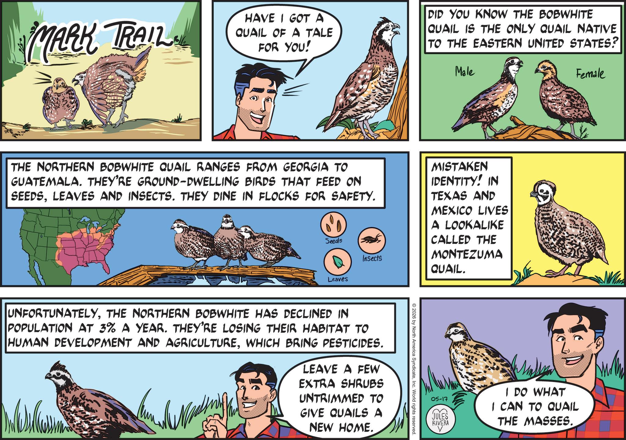 Accipitriformes OCR: MARK TRAIL HAVE I GOT A QUAIL OF A TALE FOR YOU! DID YOU KNOW THE BOBWHITE QUAIL IS THE ONLY QUAIL NATIVE TO THE EASTERN UNITED STATES? Male Female THE NORTHERN BOBWHITE QUAIL RANGES FROM GEORGIA TO GUATEMALA. THEY'RE GROUND-DWELLING BIRDS THAT FEED ON SEEDSLEAVES AND INSECTS. THEY DINE IN FLOCKS FOR SAFETY. Seeds Insects MISTAKEN IDENTITY! IN TEXAS AND MEXICO LIVES A LOOKALIKE CALLED THE MONTEZUMA QUAIL. Leaves 2026 by North America SyndicateInc. World rights reserved. UNFORTUNATELYTHE NORTHERN BOBWHITE HAS DECLINED IN POPULATION AT 3% A YEAR. THEY'RE LOSING THEIR HABITAT TO HUMAN DEVELOPMENT AND AGRICULTUREWHICH BRING PESTICIDES. LEAVE A FEW EXTRA SHRUBS UNTRIMMED TO GIVE QUAILS A NEW HOME. 05-17 (? I DO WHAT I CAN TO QUAIL THE MASSES. MARK TRAIL HAVE I GOT A QUAIL OF A TALE FOR YOU ! DID YOU KNOW THE BOBWHITE QUAIL IS THE ONLY QUAIL NATIVE TO THE EASTERN UNITED STATES ? Male Female THE NORTHERN BOBWHITE QUAIL RANGES FROM GEORGIA TO GUATEMALA . THEY'RE GROUND - DWELLING BIRDS THAT FEED ON SEEDSLEAVES AND INSECTS . THEY DINE IN FLOCKS FOR SAFETY . Seeds Insects MISTAKEN IDENTITY ! IN TEXAS AND MEXICO LIVES A LOOKALIKE CALLED THE MONTEZUMA QUAIL . Leaves 2026 by North America SyndicateInc. World rights reserved . UNFORTUNATELYTHE NORTHERN BOBWHITE HAS DECLINED IN POPULATION AT 3 % A YEAR . THEY'RE LOSING THEIR HABITAT TO HUMAN DEVELOPMENT AND AGRICULTUREWHICH BRING PESTICIDES . LEAVE A FEW EXTRA SHRUBS UNTRIMMED TO GIVE QUAILS A NEW HOME . 05-17 ( ? I DO WHAT I CAN TO QUAIL THE MASSES .