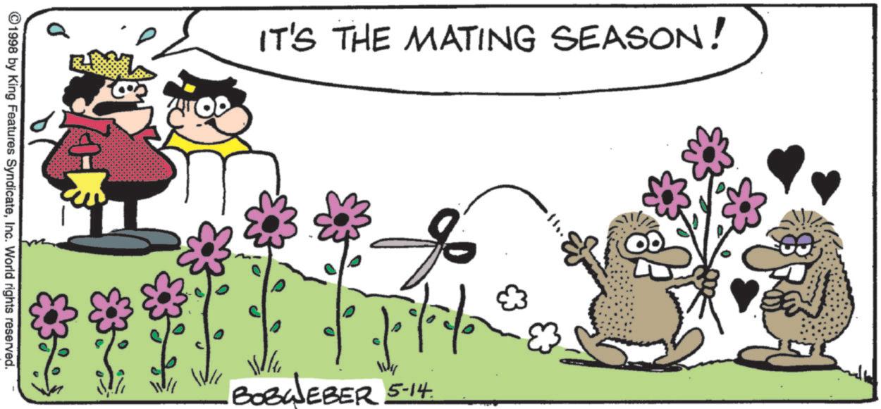 Photo caption OCR: 1998 by King Features SyndicateInc. World rights reserved. D IT'S THE MATING SEASON! 1/7/20 BOBWEBER 5-14. 1998 by King Features SyndicateInc. World rights reserved . D IT'S THE MATING SEASON ! 1/7/20 BOBWEBER 5-14 .