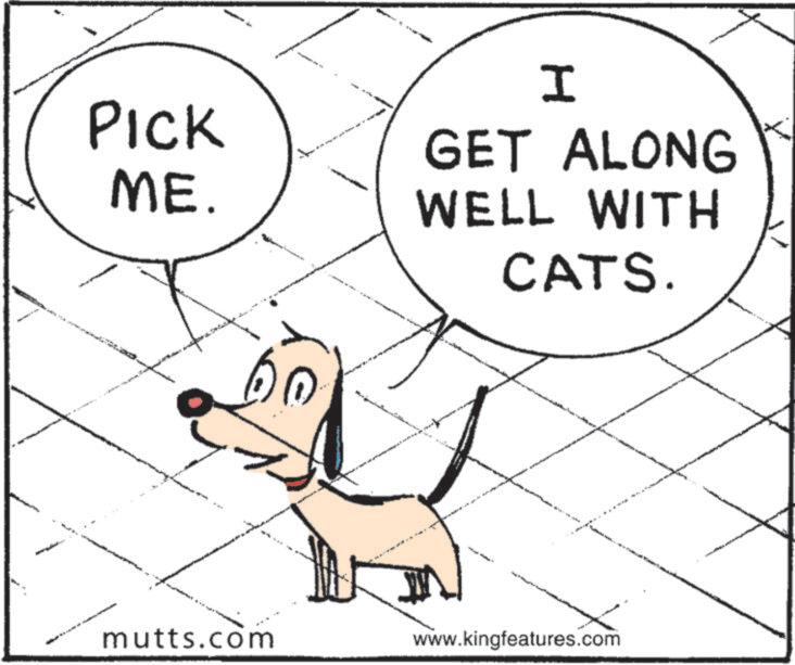 Animated cartoon OCR: - PICK ME. ? I GET ALONG WELL WITH CATS. mutts.com www.kingfeatures.com - PICK ME . ? I GET ALONG WELL WITH CATS . mutts.com www.kingfeatures.com