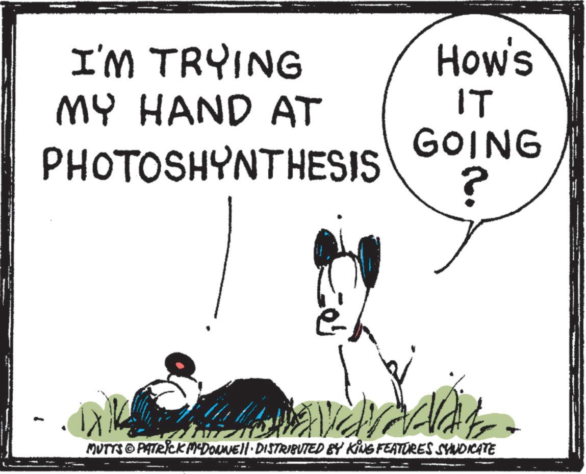 Animation OCR: I'M TRYING MY HAND AT PHOTOSHYNTHESIS How's IT GOING ? MUTTS © PATRICK MYDONNE · DISTRIBUTED BY KING FEATURES SYNDICATE I'M TRYING MY HAND AT PHOTOSHYNTHESIS How's IT GOING ? MUTTS © PATRICK MYDONNE · DISTRIBUTED BY KING FEATURES SYNDICATE