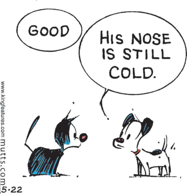 Line art OCR: GOOD HIS NOSE IS STILL COLD. www.kingfeatures.com mutts.com 5.22 GOOD HIS NOSE IS STILL COLD . www.kingfeatures.com mutts.com 5.22