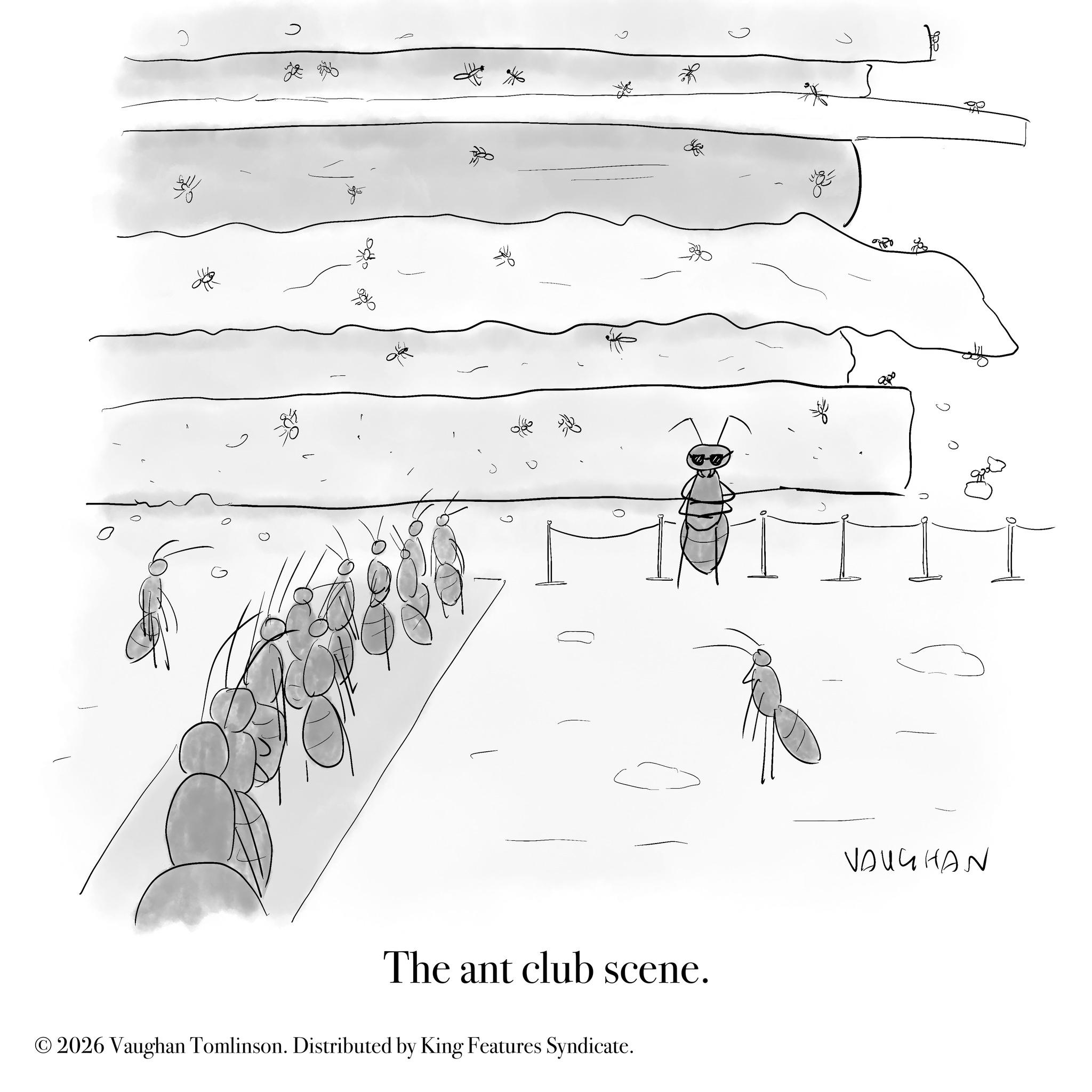 Handwriting OCR: C Lab fo The ant club scene. © 2026 Vaughan Tomlinson. Distributed by King Features Syndicate. VAUGHAN C Lab fo The ant club scene . © 2026 Vaughan Tomlinson . Distributed by King Features Syndicate . VAUGHAN