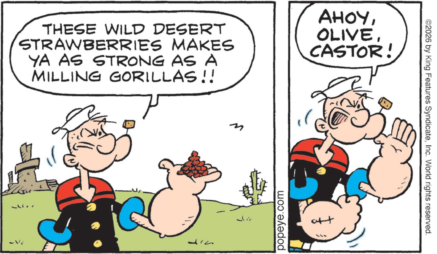 Comic book OCR: THESE WILD DESERT STRAWBERRIES MAKES YA AS STRONG AS A MILLING GORILLAS!! AHOYCASTOR! m popeye.com att ©2026 by King Features SyndicateInc. World rights reserved. THESE WILD DESERT STRAWBERRIES MAKES YA AS STRONG AS A MILLING GORILLAS !! AHOYCASTOR ! m popeye.com att © 2026 by King Features SyndicateInc. World rights reserved .