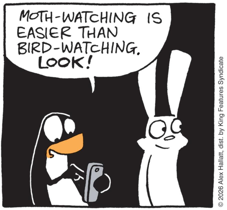Flightless bird OCR: LOOK! BIRD-WATCHING. EASIER THAN MOTH-WATCHING IS 5 0 © 2026 Alex Hallattdist. by King Features Syndicate LOOK ! BIRD - WATCHING . EASIER THAN MOTH - WATCHING IS 5 0 © 2026 Alex Hallattdist . by King Features Syndicate
