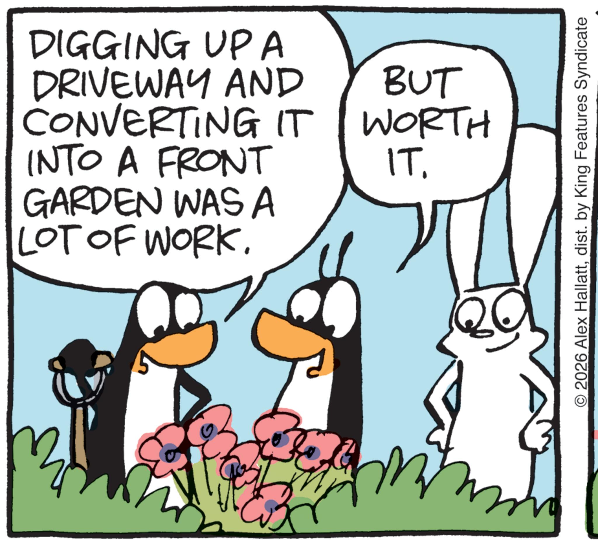 Flightless bird OCR: DIGGING UP A DRIVEWAY AND CONVERTING IT INTO A FRONT GARDEN WAS A LOT OF WORK. BUT WORTH IT. © 2026 Alex Hallattdist. by King Features Syndicate DIGGING UP A DRIVEWAY AND CONVERTING IT INTO A FRONT GARDEN WAS A LOT OF WORK . BUT WORTH IT . © 2026 Alex Hallattdist . by King Features Syndicate
