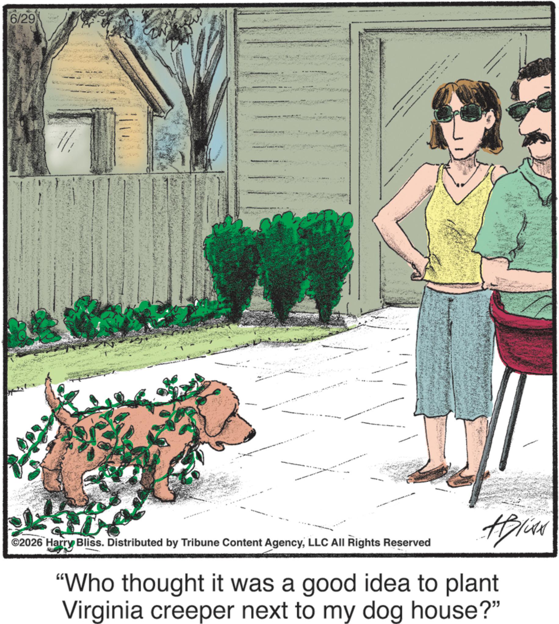 Working animal OCR: 6/29 #Blive ©2026 Harry Bliss. Distributed by Tribune Content AgencyLLC All Rights Reserved - "Who thought it was a good idea to plant Virginia creeper next to my dog house?" 6/29 #Blive © 2026 Harry Bliss . Distributed by Tribune Content AgencyLLC All Rights Reserved - " Who thought it was a good idea to plant Virginia creeper next to my dog house ? "