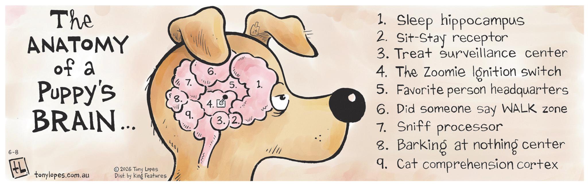 Graphics OCR: 6-8 The ANATOMY of a Puppy's BRAIN... tonylopes.com.au 2026 Tony Lopes Dist. by King Features 6. 7. 1. 4. 9. w (3.2. 1. Sleep hippocampus 2. Sit-Stay receptor 3. Treat surveillance center 4. The Zoomie Ignition switch 5. Favorite person headquarters 6. Did someone say WALK zone 7. Sniff processor 8. Barking at nothing center 9. Cat comprehension cortex 6-8 The ANATOMY of a Puppy's BRAIN ... tonylopes.com.au 2026 Tony Lopes Dist . by King Features 6 . 7 . 1 . 4 . 9 . w ( 3.2 . 1. Sleep hippocampus 2. Sit - Stay receptor 3. Treat surveillance center 4. The Zoomie Ignition switch 5. Favorite person headquarters 6. Did someone say WALK zone 7. Sniff processor 8. Barking at nothing center 9. Cat comprehension cortex