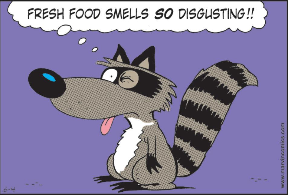 Procyonidae OCR: 6-4 FRESH FOOD SMELLS SO DISGUSTING!! | www.marvincomics.com 6-4 FRESH FOOD SMELLS SO DISGUSTING !! | www.marvincomics.com