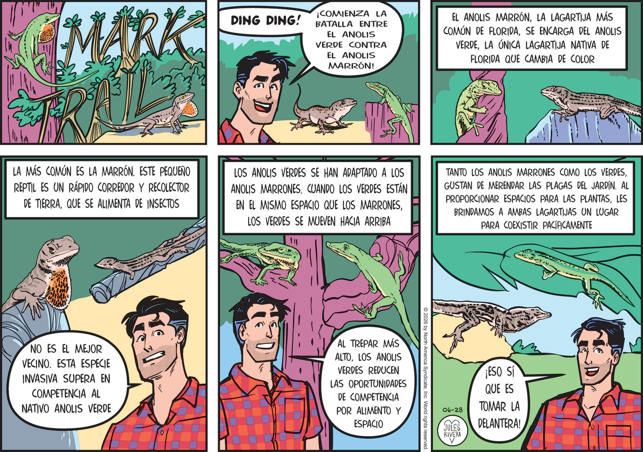 Publication OCR: MARK DING DING! ¡COMIENZA LA BATALLA ENTRE EL ANOLIS VERDE CONTRA EL ANOLIS MARRÓN! EL ANOLIS MARRÓNLA LAGARTIJA MÁS COMÚN DE FLORIDASE ENCARGA DEL ANOLIS VERDELA ÚNICA LAGARTIJA NATIVA DE FLORIDA QUE CAMBIA DE COLOR LA MÁS COMÚN ES LA MARRÓN. ESTE PEQUEÑO REPTIL ES UN RÁPIDO CORREDOR Y RECOLECTOR DE TIERRAQUE SE ALIMENTA DE INSECTOS LOS ANOLIS VERDES SE HAN ADAPTADO A LOS ANOLIS MARRONES. CUANDO LOS VERDES ESTÁN EN EL MISMO ESPACIO QUE LOS MARRONESLOS VERDES SE MUEVEN HACIA ARRIBA TANTO LOS ANOLIS MARRONES COMO LOS VERDESGUSTAN DE MERENDAR LAS PLAGAS DEL JARDÍN. AL PROPORCIONAR ESPACIOS PARA LAS PLANTASLES BRINDAMOS A AMBAS LAGARTIJAS UN LUGAR PARA COEXISTIR PACÍFICAMENTE NO ES EL MEJOR VECINO. ESTA ESPECIE INVASIVA SUPERA EN COMPETENCIA AL NATIVO ANOLIS VERDE 0 AL TREPAR MÁS ALTOLOS ANOLIS VERDES REDUCEN LAS OPORTUNIDADES DE COMPETENCIA POR ALIMENTO Y ESPACIO 2026 by North America SyndicateInc. World rights reserved. ¡ESO SÍ QUE ES TOMAR LA 06-28 JULES DELANTERA! RIVERA MARK DING DING ! ¡ COMIENZA LA BATALLA ENTRE EL ANOLIS VERDE CONTRA EL ANOLIS MARRÓN ! EL ANOLIS MARRÓNLA LAGARTIJA MÁS COMÚN DE FLORIDASE ENCARGA DEL ANOLIS VERDELA ÚNICA LAGARTIJA NATIVA DE FLORIDA QUE CAMBIA DE COLOR LA MÁS COMÚN ES LA MARRÓN . ESTE PEQUEÑO REPTIL ES UN RÁPIDO CORREDOR Y RECOLECTOR DE TIERRAQUE SE ALIMENTA DE INSECTOS LOS ANOLIS VERDES SE HAN ADAPTADO A LOS ANOLIS MARRONES . CUANDO LOS VERDES ESTÁN EN EL MISMO ESPACIO QUE LOS MARRONESLOS VERDES SE MUEVEN HACIA ARRIBA TANTO LOS ANOLIS MARRONES COMO LOS VERDESGUSTAN DE MERENDAR LAS PLAGAS DEL JARDÍN . AL PROPORCIONAR ESPACIOS PARA LAS PLANTASLES BRINDAMOS A AMBAS LAGARTIJAS UN LUGAR PARA COEXISTIR PACÍFICAMENTE NO ES EL MEJOR VECINO . ESTA ESPECIE INVASIVA SUPERA EN COMPETENCIA AL NATIVO ANOLIS VERDE 0 AL TREPAR MÁS ALTOLOS ANOLIS VERDES REDUCEN LAS OPORTUNIDADES DE COMPETENCIA POR ALIMENTO Y ESPACIO 2026 by North America SyndicateInc. World rights reserved . ¡ ESO SÍ QUE ES TOMAR LA 06-28 JULES DELANTERA ! RIVERA