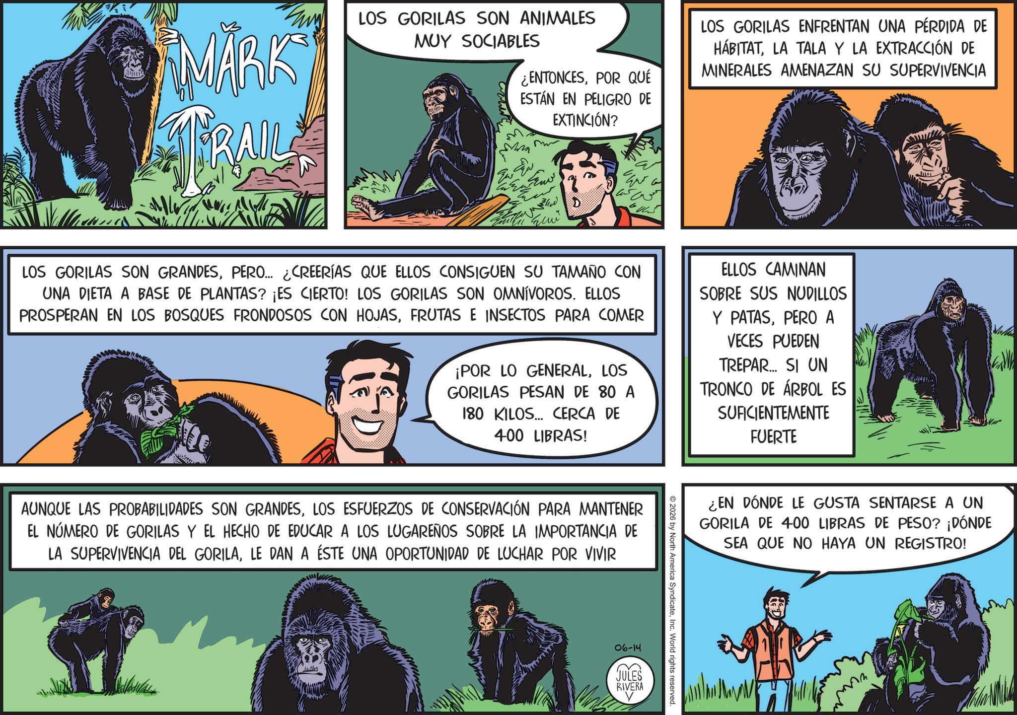 Fictional character OCR: MARK JERAIL LOS GORILAS SON ANIMALES MUY SOCIABLES ¿ENTONCESPOR QUÉ ESTÁN EN PELIGRO DE EXTINCIÓN? LOS GORILAS ENFRENTAN UNA PÉRDIDA DE HÁBITATLA TALA Y LA EXTRACCIÓN DE MINERALES AMENAZAN SU SUPERVIVENCIA LOS GORILAS SON GRANDESPERO... ¿CREERÍAS QUE ELLOS CONSIGUEN SU TAMAÑO CON UNA DIETA A BASE DE PLANTAS? ¡ES CIERTO! LOS GORILAS SON OMNÍVOROS. ELLOS PROSPERAN EN LOS BOSQUES FRONDOSOS CON HOJASFRUTAS E INSECTOS PARA COMER ¡POR LO GENERALLOS GORILAS PESAN DE 80 A 180 KILOS... CERCA DE 400 LIBRAS! ELLOS CAMINAN SOBRE SUS NUDILLOS Y PATASPERO A VECES PUEDEN TREPAR... SI UN TRONCO DE ÁRBOL ES SUFICIENTEMENTE FUERTE AUNQUE LAS PROBABILIDADES SON GRANDESLOS ESFUERZOS DE CONSERVACIÓN PARA MANTENER EL NÚMERO DE GORILAS Y EL HECHO DE EDUCAR A LOS LUGAREÑOS SOBRE LA IMPORTANCIA DE LA SUPERVIVENCIA DEL GORILALE DAN A ÉSTE UNA OPORTUNIDAD DE LUCHAR POR VIVIR ¿EN DÓNDE LE GUSTA SENTARSE A UN GORILA DE 400 LIBRAS DE PESO? ¡DÓNDE SEA QUE NO HAYA UN REGISTRO! 2026 by North America SyndicateInc. World rights reserved. 06-14 JULES RIVERA MARK JERAIL LOS GORILAS SON ANIMALES MUY SOCIABLES ¿ ENTONCESPOR QUÉ ESTÁN EN PELIGRO DE EXTINCIÓN ? LOS GORILAS ENFRENTAN UNA PÉRDIDA DE HÁBITATLA TALA Y LA EXTRACCIÓN DE MINERALES AMENAZAN SU SUPERVIVENCIA LOS GORILAS SON GRANDESPERO ... ¿ CREERÍAS QUE ELLOS CONSIGUEN SU TAMAÑO CON UNA DIETA A BASE DE PLANTAS ? ¡ ES CIERTO ! LOS GORILAS SON OMNÍVOROS . ELLOS PROSPERAN EN LOS BOSQUES FRONDOSOS CON HOJASFRUTAS E INSECTOS PARA COMER ¡ POR LO GENERALLOS GORILAS PESAN DE 80 A 180 KILOS ... CERCA DE 400 LIBRAS ! ELLOS CAMINAN SOBRE SUS NUDILLOS Y PATASPERO A VECES PUEDEN TREPAR ... SI UN TRONCO DE ÁRBOL ES SUFICIENTEMENTE FUERTE AUNQUE LAS PROBABILIDADES SON GRANDESLOS ESFUERZOS DE CONSERVACIÓN PARA MANTENER EL NÚMERO DE GORILAS Y EL HECHO DE EDUCAR A LOS LUGAREÑOS SOBRE LA IMPORTANCIA DE LA SUPERVIVENCIA DEL GORILALE DAN A ÉSTE UNA OPORTUNIDAD DE LUCHAR POR VIVIR ¿ EN DÓNDE LE GUSTA SENTARSE A UN GORILA DE 400 LIBRAS DE PESO ? ¡ DÓNDE SEA QUE NO HAYA UN REGISTRO ! 2026 by North America SyndicateInc. World rights reserved . 06-14 JULES RIVERA