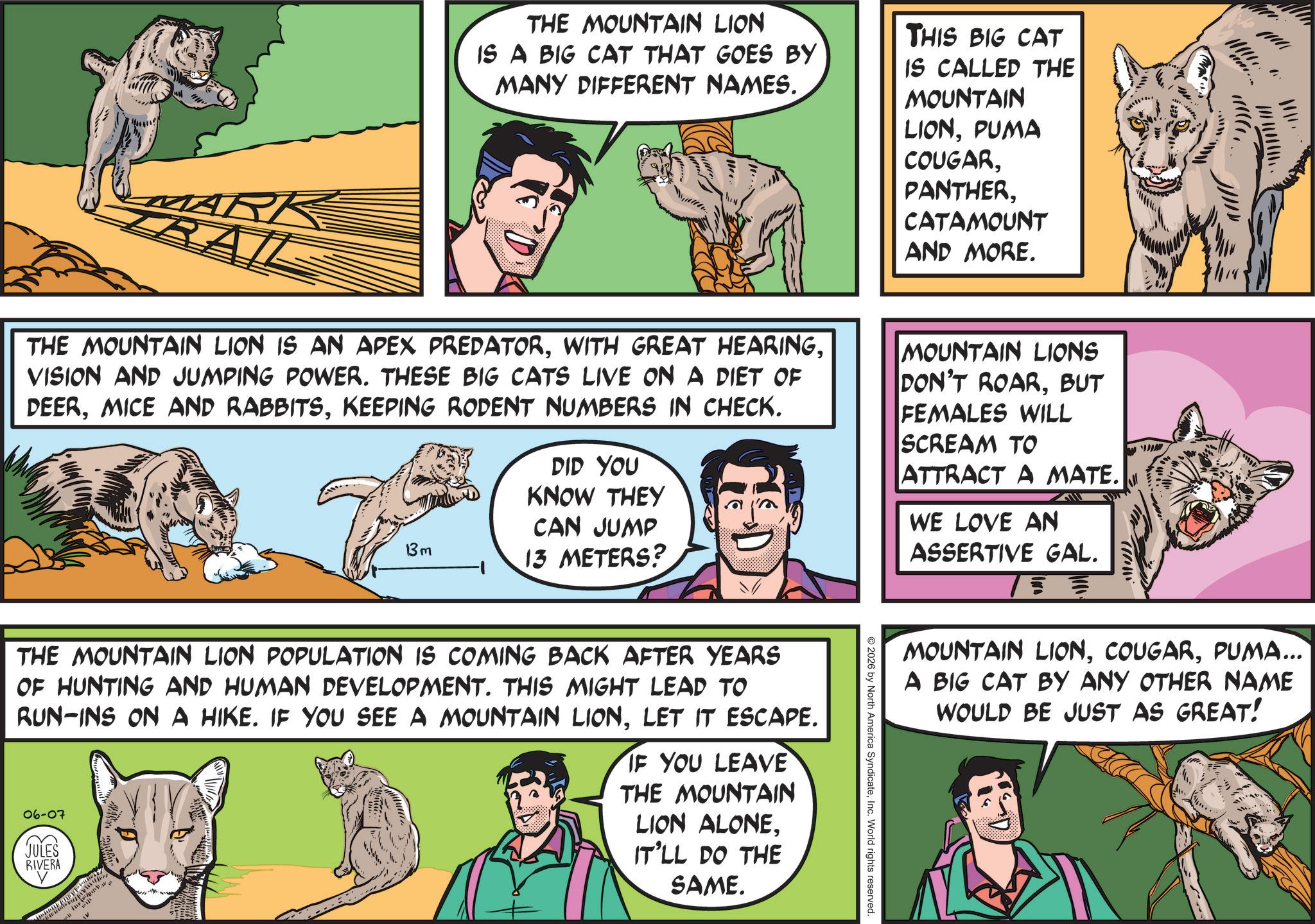 Fictional character OCR: THE MOUNTAIN LION IS A BIG CAT THAT GOES BY MANY DIFFERENT NAMES. THIS BIG CAT IS CALLED THE MOUNTAIN LIONPUMA COUGARCATAMOUNT AND MORE. ".. RAIL THE MOUNTAIN LION IS AN APEX PREDATORVISION AND JUMPING POWER. THESE BIG CATS LIVE ON A DIET OF DEERKEEPING RODENT NUMBERS IN CHECK. DID YOU KNOW THEY 13m CAN JUMP 13 METERS? MOUNTAIN LIONS DON'T ROARBUT FEMALES WILL SCREAM TO ATTRACT A MATE. WE LOVE AN ASSERTIVE GAL. MOUNTAIN LIONPUMA... A BIG CAT BY ANY OTHER NAME WOULD BE JUST AS GREAT! 2026 by North America SyndicateInc. World rights reserved. THE MOUNTAIN LION POPULATION IS COMING BACK AFTER YEARS OF HUNTING AND HUMAN DEVELOPMENT. THIS MIGHT LEAD TO RUN-INS ON A HIKE. IF YOU SEE A MOUNTAIN LIONLET IT ESCAPE. 06-07 JULES RIVERA IF YOU LEAVE THE MOUNTAIN LION ALONEIT'LL DO THE SAME. THE MOUNTAIN LION IS A BIG CAT THAT GOES BY MANY DIFFERENT NAMES . THIS BIG CAT IS CALLED THE MOUNTAIN LIONPUMA COUGARCATAMOUNT AND MORE . " .. RAIL THE MOUNTAIN LION IS AN APEX PREDATORWITH GREAT HEARINGVISION AND JUMPING POWER . THESE BIG CATS LIVE ON A DIET OF DEERMICE AND RABBITSKEEPING RODENT NUMBERS IN CHECK . DID YOU KNOW THEY 13m CAN JUMP 13 METERS ? MOUNTAIN LIONS DON'T ROARBUT FEMALES WILL SCREAM TO ATTRACT A MATE . WE LOVE AN ASSERTIVE GAL . MOUNTAIN LIONPUMA ... A BIG CAT BY ANY OTHER NAME WOULD BE JUST AS GREAT ! 2026 by North America SyndicateInc. World rights reserved . THE MOUNTAIN LION POPULATION IS COMING BACK AFTER YEARS OF HUNTING AND HUMAN DEVELOPMENT . THIS MIGHT LEAD TO RUN - INS ON A HIKE . IF YOU SEE A MOUNTAIN LIONLET IT ESCAPE . 06-07 JULES RIVERA IF YOU LEAVE THE MOUNTAIN LION ALONEIT'LL DO THE SAME .