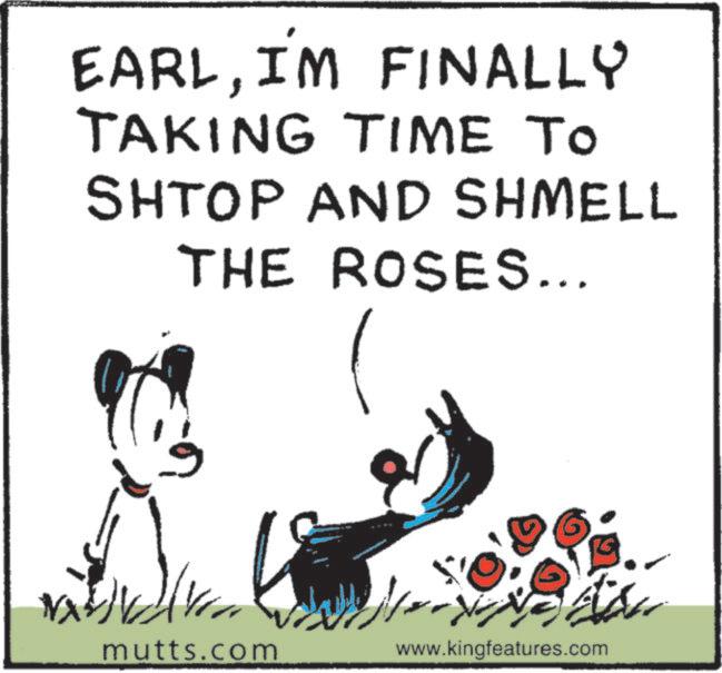 Calligraphy OCR: EARLI'M FINALLY TAKING TIME TO SHTOP AND SHMELL THE ROSES... mutts.com www.kingfeatures.com EARLI'M FINALLY TAKING TIME TO SHTOP AND SHMELL THE ROSES ... mutts.com www.kingfeatures.com
