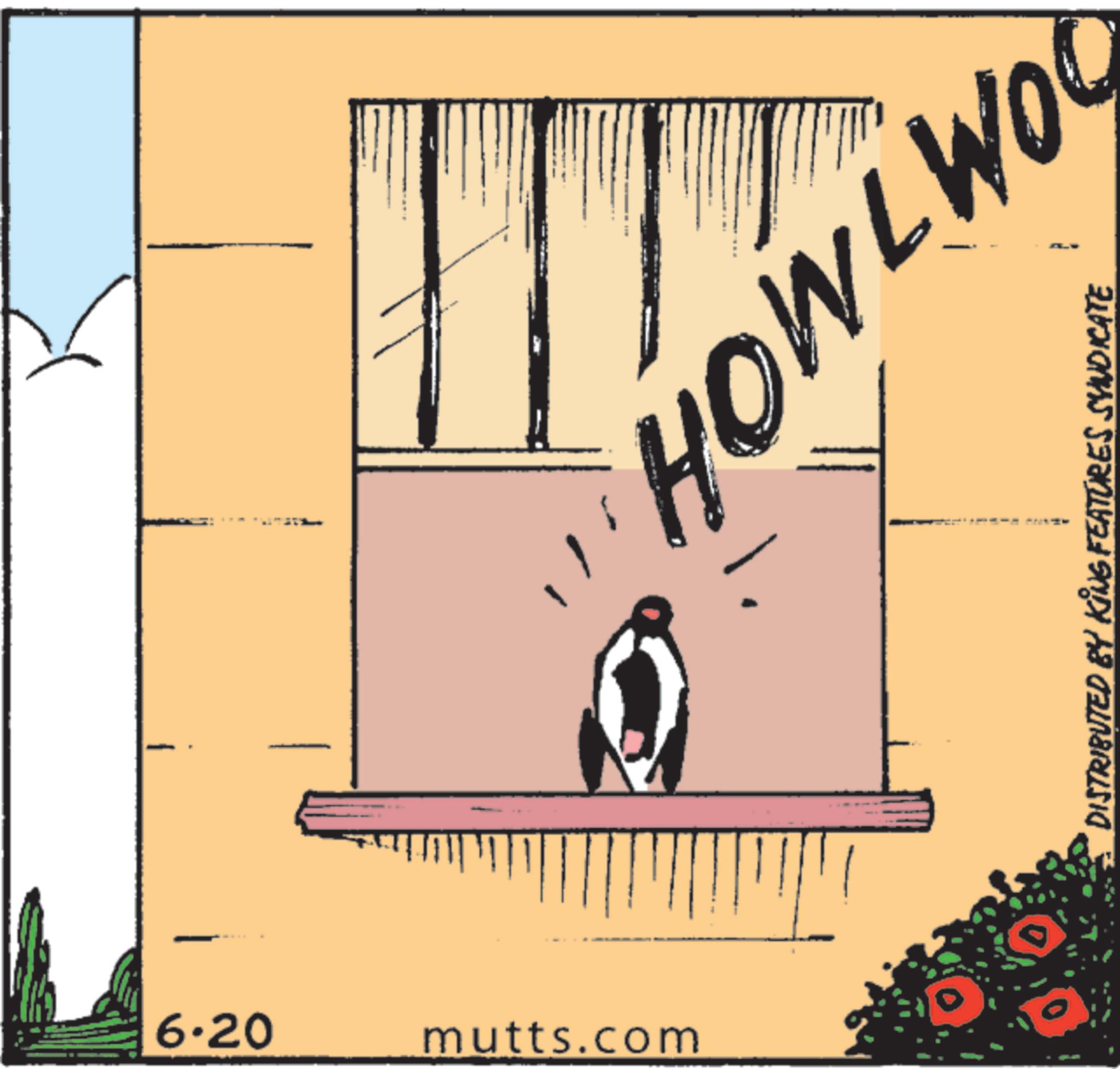 Fiction OCR: 6.20 mutts.com HOWLWO DISTRIBUTED BY KING FEATURES SYNDICATE 6.20 mutts.com HOWLWO DISTRIBUTED BY KING FEATURES SYNDICATE