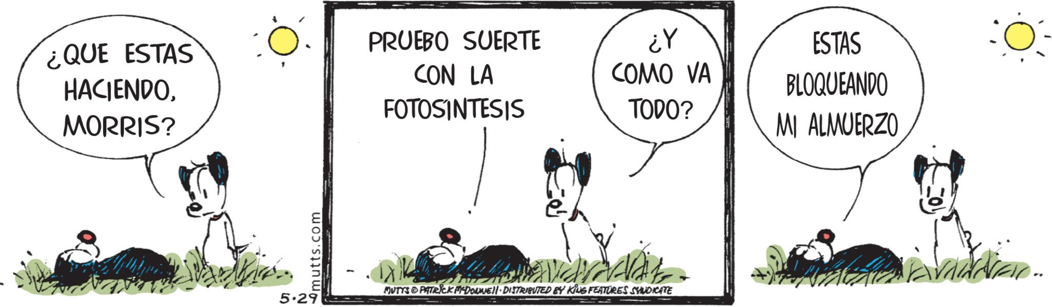 Comic book OCR: ¿QUE ESTAS HACIENDOMORRIS? PRUEBO SUERTE CON LA FOTOSINTESIS the 5.29 mutts.com ??? COMO VA TODO? MUTTS PATRICK MYDONE!!· DISTRIBUTED BY KING FEATURES SYNDICATE ESTAS BLOQUEANDO MI ALMUERZO :O ¿ QUE ESTAS HACIENDOMORRIS ? PRUEBO SUERTE CON LA FOTOSINTESIS the 5.29 mutts.com ??? COMO VA TODO ? MUTTS PATRICK MYDONE !! · DISTRIBUTED BY KING FEATURES SYNDICATE ESTAS BLOQUEANDO MI ALMUERZO : O