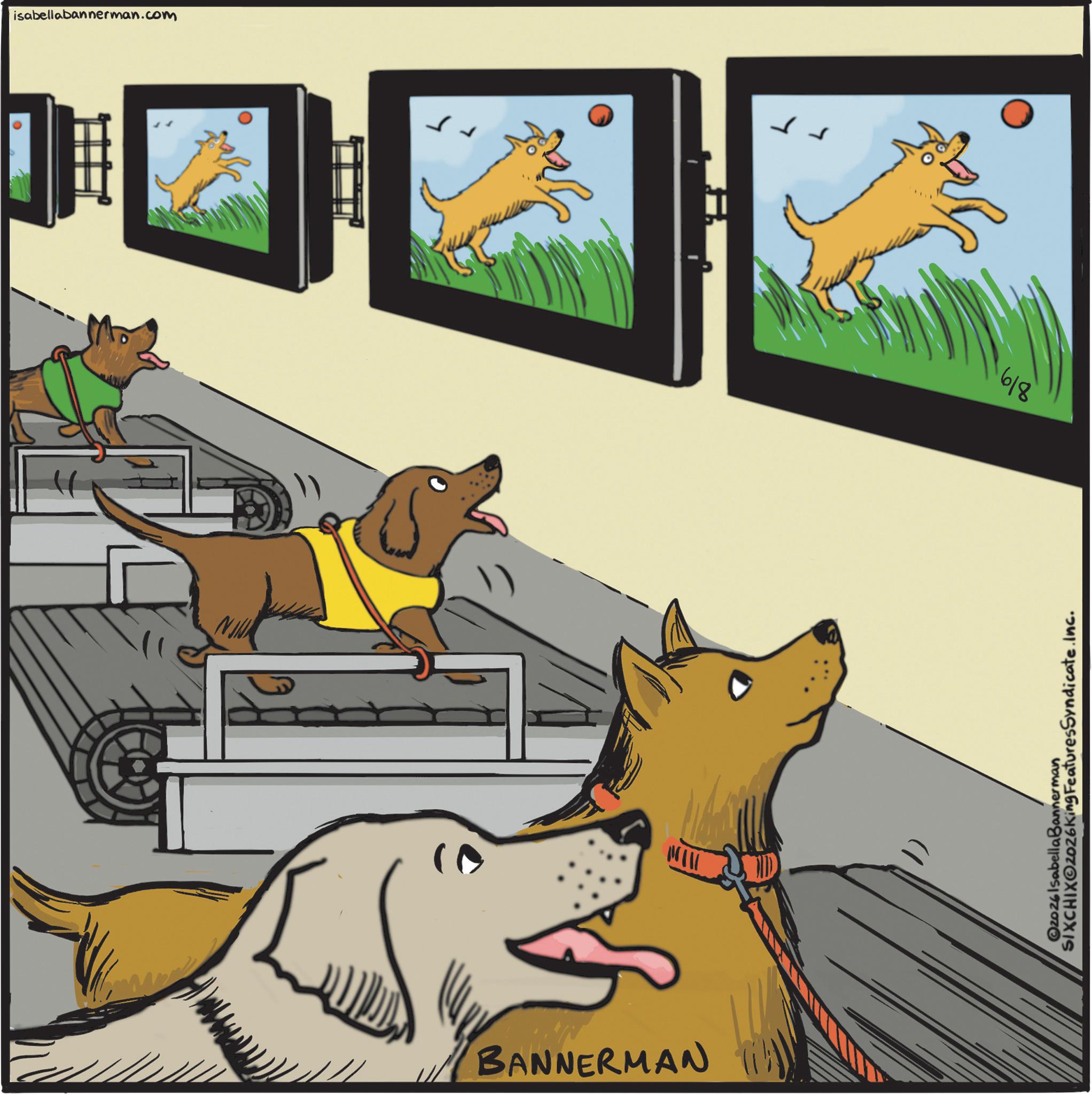 Ancient dog breeds OCR: isabellabannerman.com BANNERMAN 618 2026 IsabellaBannerman SIXCHIXO2026King Features Syndicate.Inc. isabellabannerman.com BANNERMAN 618 2026 IsabellaBannerman SIXCHIXO2026King Features Syndicate.Inc .