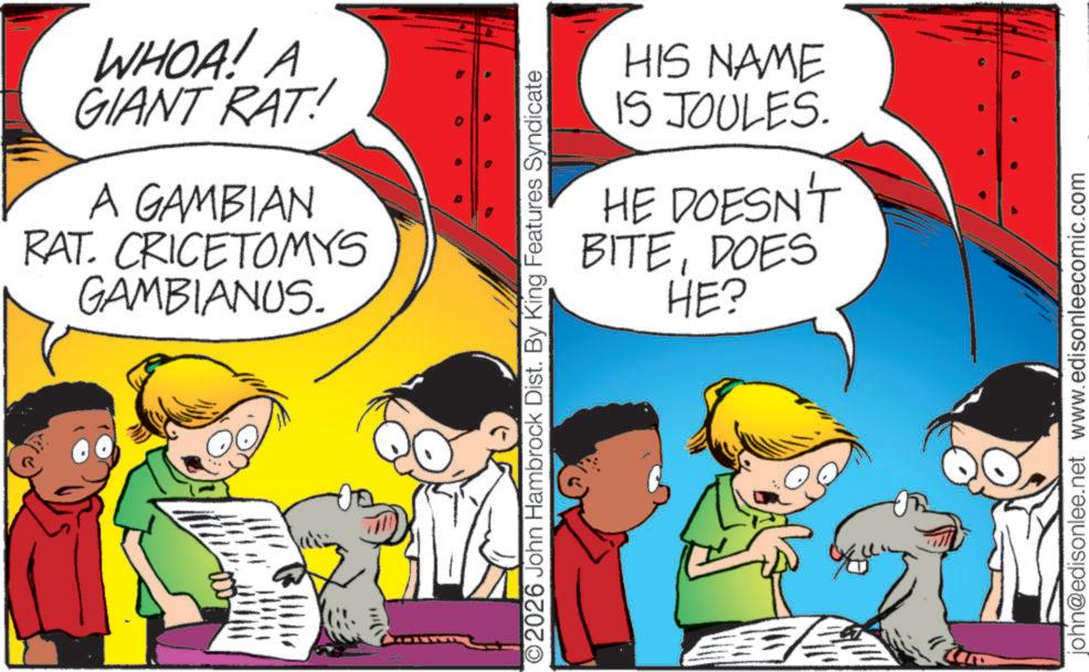 Publication OCR: WHOA! A GIANT RAT! A GAMBIAN RAT. CRICETOMYS GAMBIANUS. HIS NAME 15 JOULES. HE DOESN'T BITEDOES HE? O2026 John Hambrock Dist. By King Features Syndicate john@edisonlee.net www.edisonleecomic.com WHOA ! A GIANT RAT ! A GAMBIAN RAT . CRICETOMYS GAMBIANUS . HIS NAME 15 JOULES . HE DOESN'T BITEDOES HE ? O2026 John Hambrock Dist . By King Features Syndicate john@edisonlee.net www.edisonleecomic.com