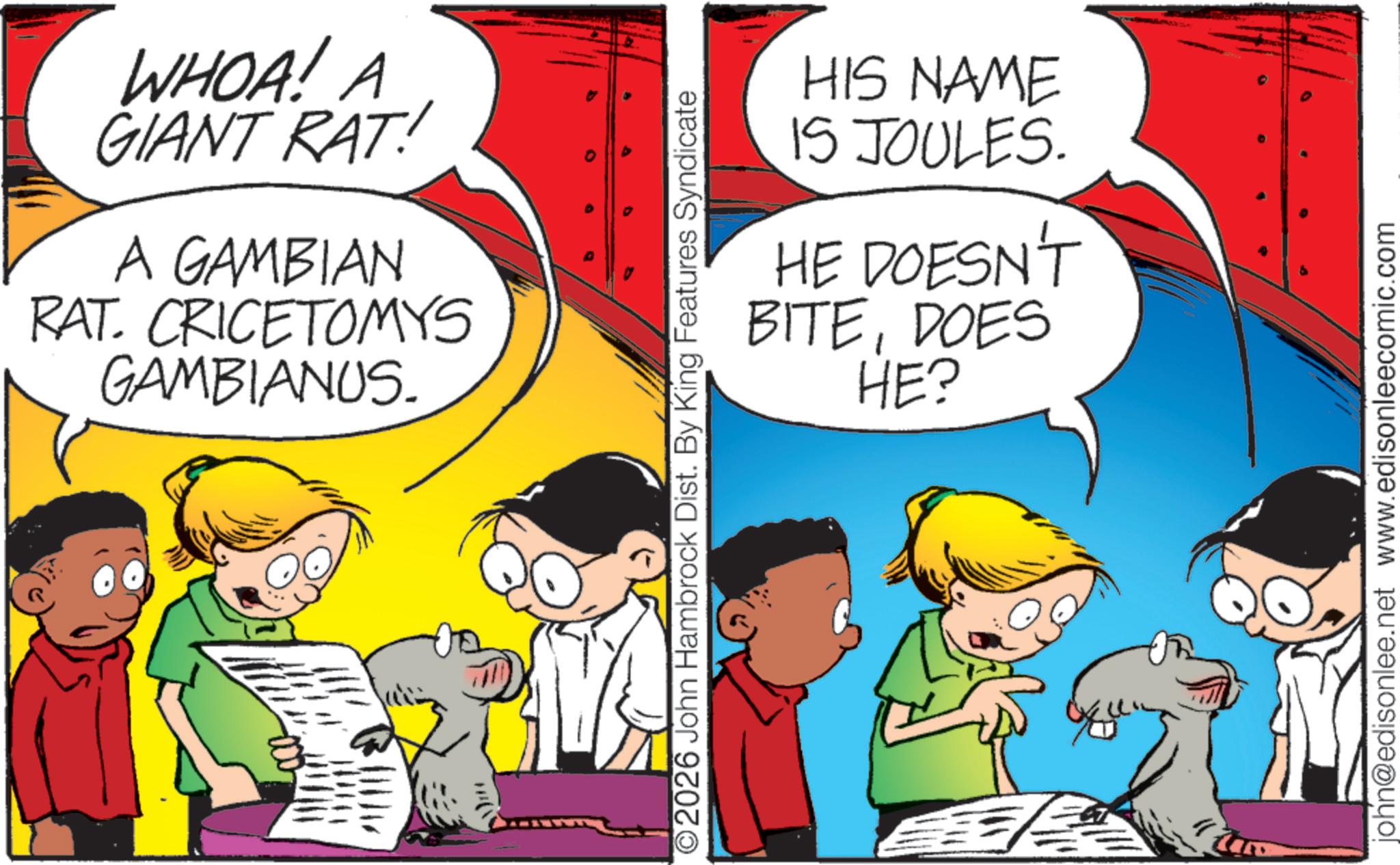 Publication OCR: WHOA! A GIANT RAT! A GAMBIAN RAT. CRICETOMYS GAMBIANUS. HIS NAME 15 JOULES. HE DOESN'T BITEDOES HE? O2026 John Hambrock Dist. By King Features Syndicate john@edisonlee.net www.edisonleecomic.com WHOA ! A GIANT RAT ! A GAMBIAN RAT . CRICETOMYS GAMBIANUS . HIS NAME 15 JOULES . HE DOESN'T BITEDOES HE ? O2026 John Hambrock Dist . By King Features Syndicate john@edisonlee.net www.edisonleecomic.com