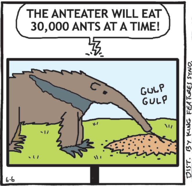 Photo caption OCR: 9-9 ??? - |} THE ANTEATER WILL EAT 30000 ANTS AT A TIME! C GULP GULP DIST. BY KING FEATURES SYNO. 9-9 ??? - | } THE ANTEATER WILL EAT 30000 ANTS AT A TIME ! C GULP GULP DIST . BY KING FEATURES SYNO .