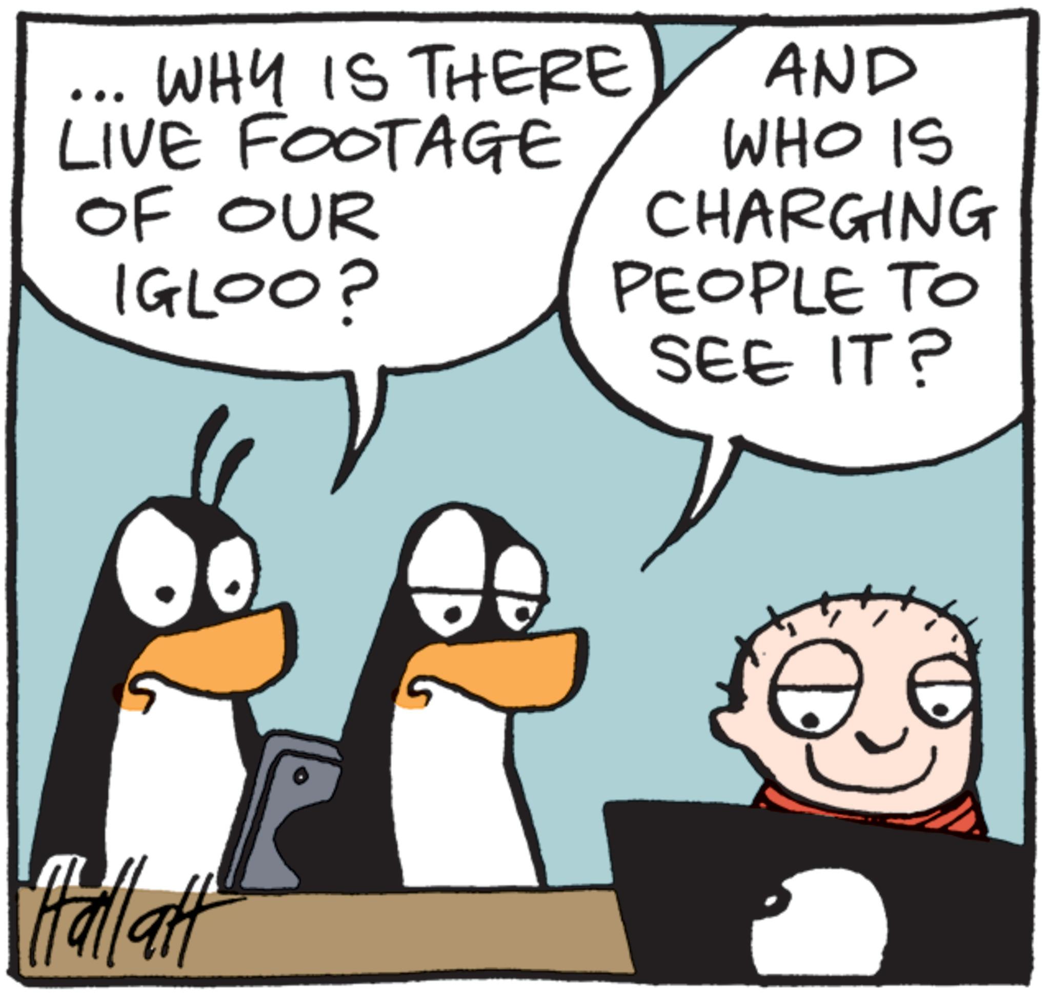 Graphics OCR: WHY IS THERE LIVE FOOTAGE OF OUR IGLOO? AND WHO IS CHARGING PEOPLE TO SEE IT? Hall aft WHY IS THERE LIVE FOOTAGE OF OUR IGLOO ? AND WHO IS CHARGING PEOPLE TO SEE IT ? Hall aft