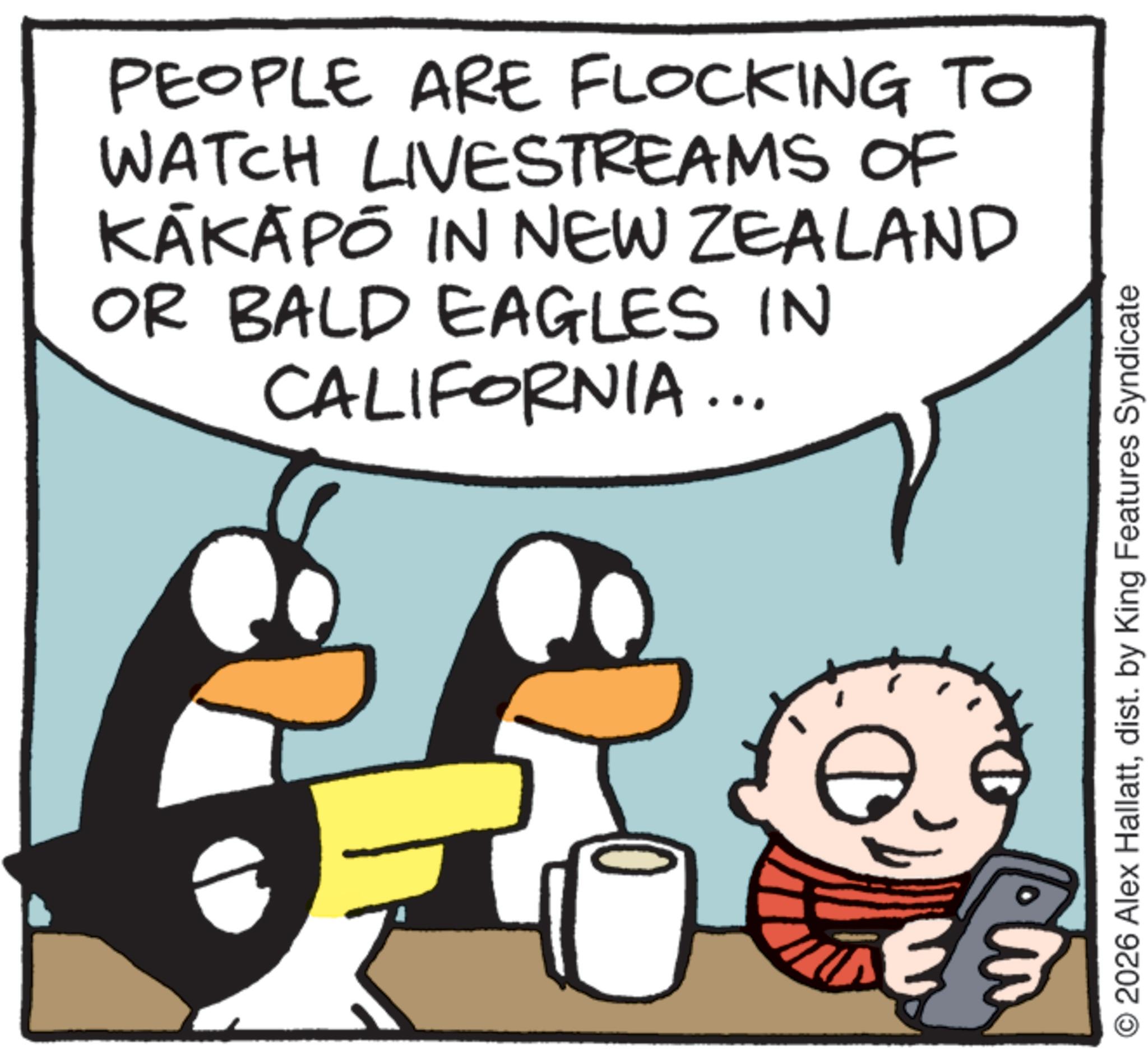 Comic book OCR: PEOPLE ARE FLOCKING TO WATCH LIVESTREAMS OF KÁKAPÓ IN NEW ZEALAND OR BALD EAGLES IN CALIFORNIA... © 2026 Alex Hallattdist. by King Features Syndicate PEOPLE ARE FLOCKING TO WATCH LIVESTREAMS OF KÁKAPÓ IN NEW ZEALAND OR BALD EAGLES IN CALIFORNIA ... © 2026 Alex Hallattdist . by King Features Syndicate