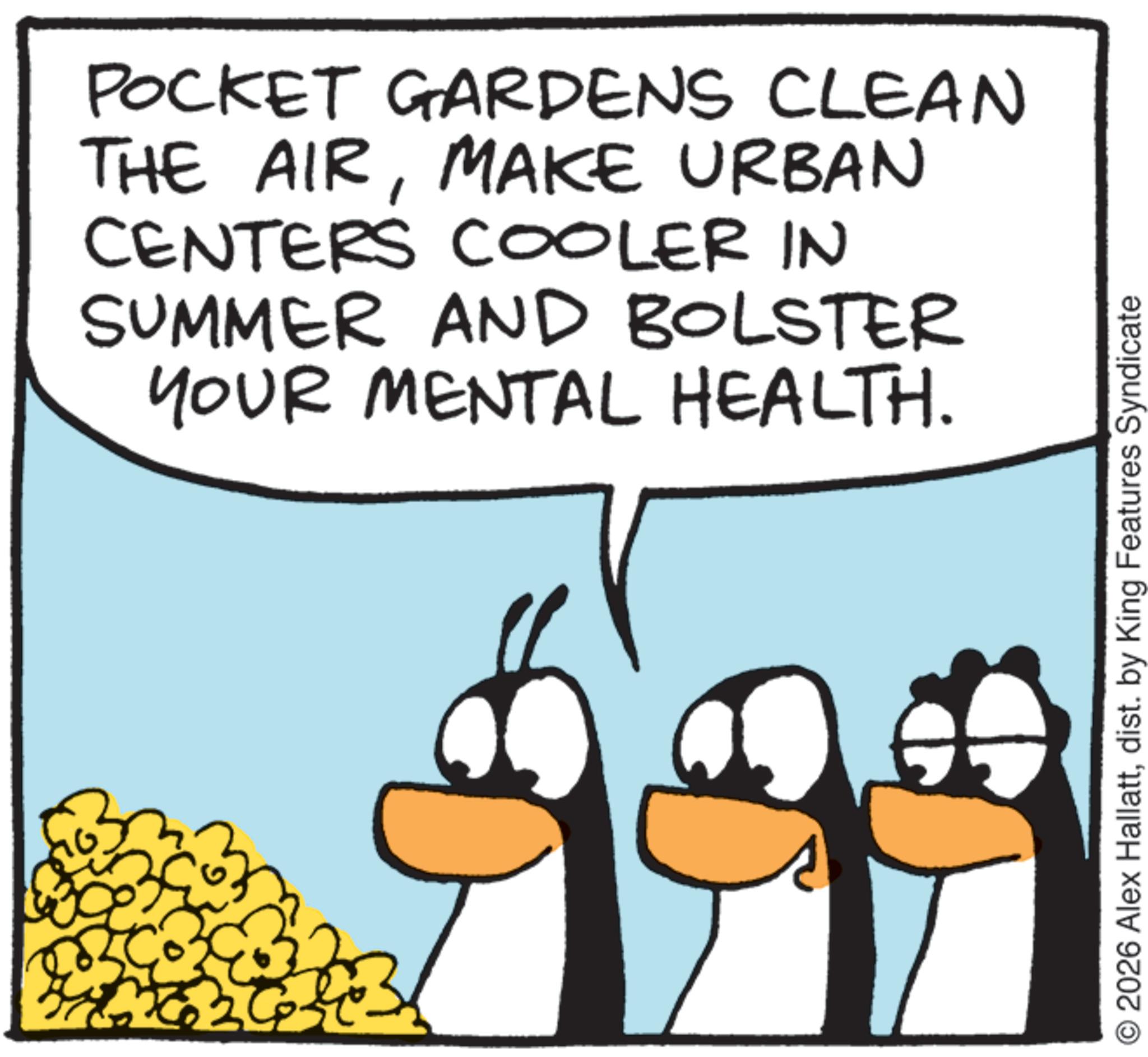 Fiction OCR: POCKET GARDENS CLEAN THE AIRMAKE URBAN CENTERS COOLER IN SUMMER AND BOLSTER YOUR MENTAL HEALTH. 2026 Alex Hallattdist. by King Features Syndicate POCKET GARDENS CLEAN THE AIRMAKE URBAN CENTERS COOLER IN SUMMER AND BOLSTER YOUR MENTAL HEALTH . 2026 Alex Hallattdist . by King Features Syndicate