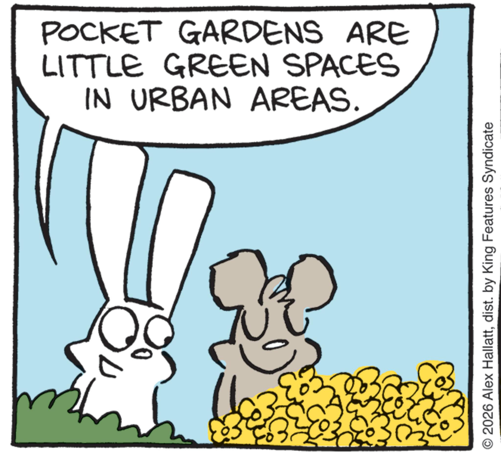 Line art OCR: POCKET GARDENS ARE LITTLE GREEN SPACES IN URBAN AREAS. 3 2026 Alex Hallattdist. by King Features Syndicate POCKET GARDENS ARE LITTLE GREEN SPACES IN URBAN AREAS . 3 2026 Alex Hallattdist . by King Features Syndicate