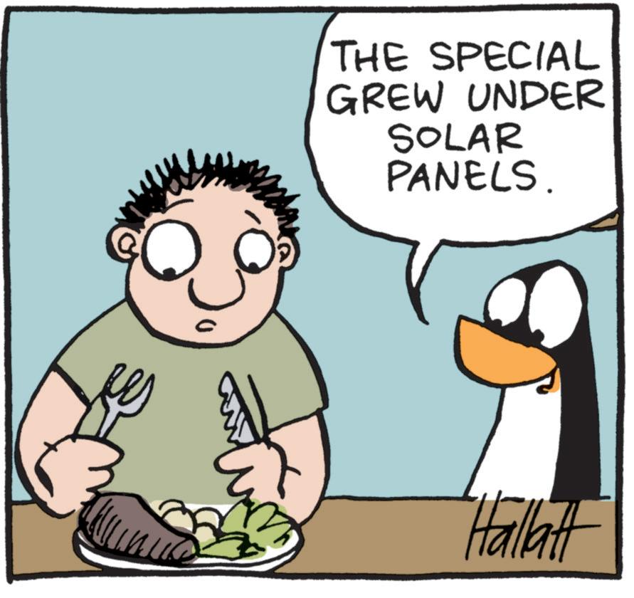 Photo caption OCR: THE SPECIAL GREW UNDER SOLAR PANELS. Hallatt THE SPECIAL GREW UNDER SOLAR PANELS . Hallatt
