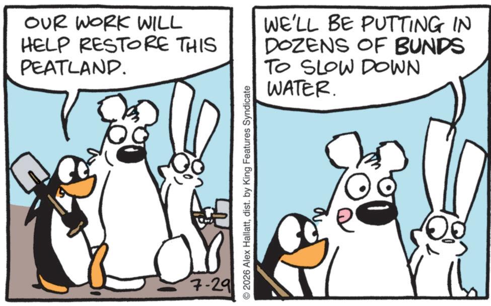 Comic book OCR: OUR WORK WILL HELP RESTORE THIS PEATLAND. WE'LL BE PUTTING IN DOZENS OF BUNDS TO SLOW DOWN WATER. 7-29 © 2026 Alex Hallattdist. by King Features Syndicate ? OUR WORK WILL HELP RESTORE THIS PEATLAND . WE'LL BE PUTTING IN DOZENS OF BUNDS TO SLOW DOWN WATER . 7-29 © 2026 Alex Hallattdist . by King Features Syndicate ?